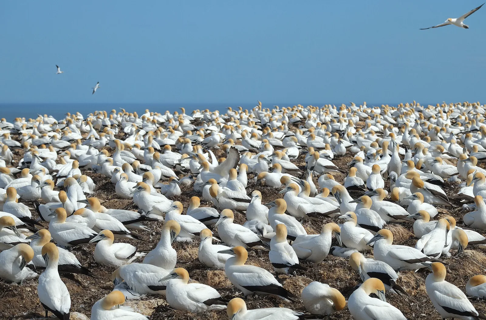 A dense gannet colony spread across a grassy coastal plateau.