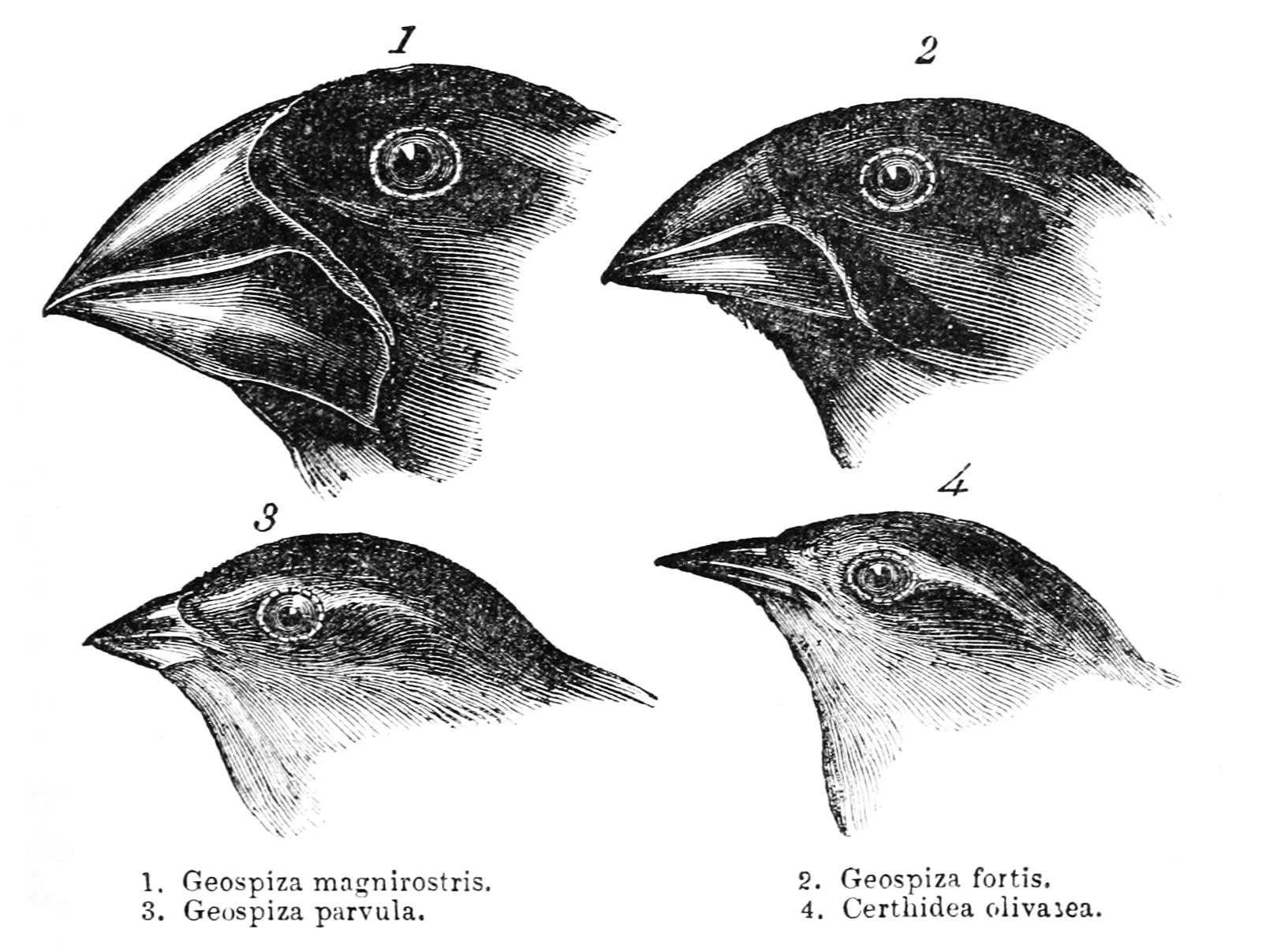 John Gould's historical plate comparing the differently shaped beaks of four Galápagos finches.