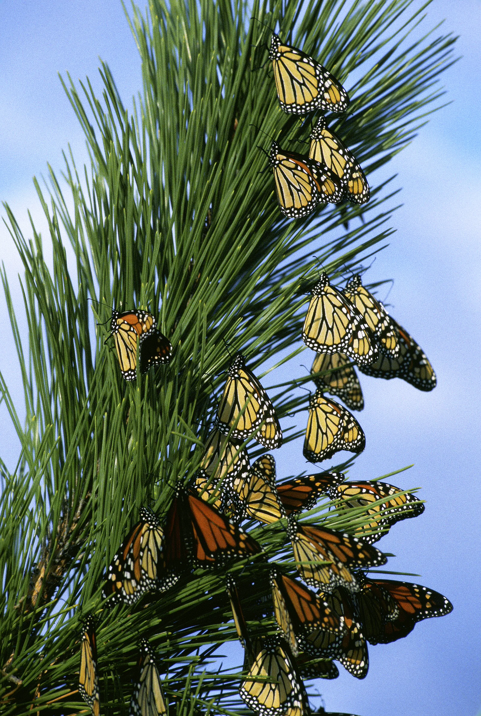 Many monarch butterflies clustered on vegetation during migration in New Jersey.