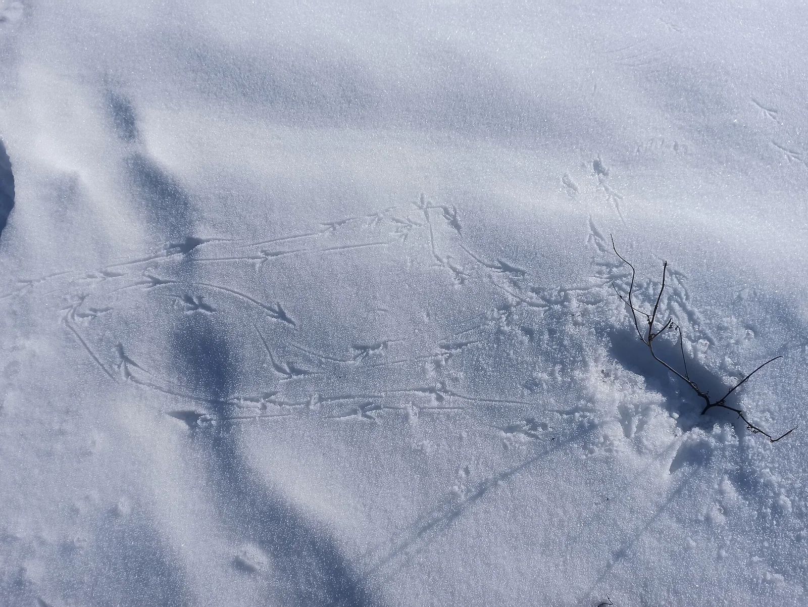 A branching trail of small bird footprints crossing smooth snow.