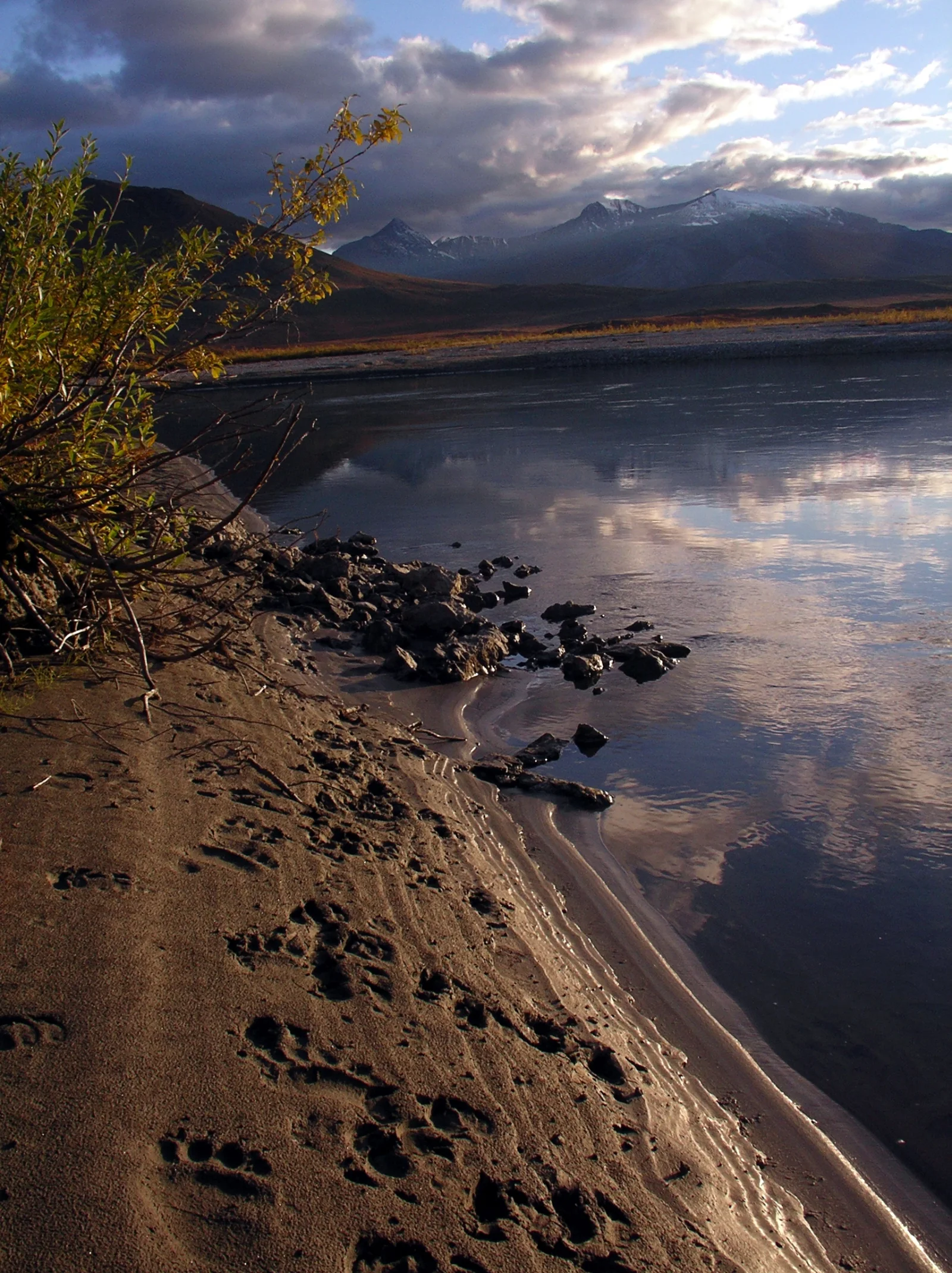 A trail of broad bear tracks pressed into wet sand along a river shore, mountains rising in the distance.