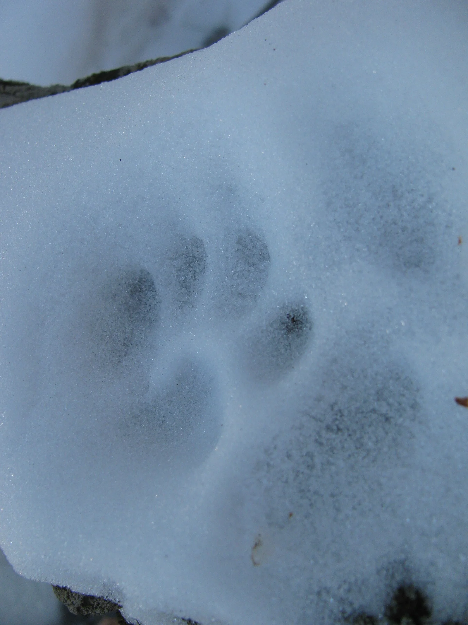 A round bobcat print in snow with four toes and no claw marks, unlike a dog or coyote.
