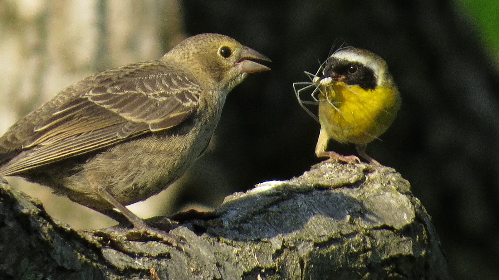 A common yellowthroat feeding a larger juvenile brown-headed cowbird perched nearby.