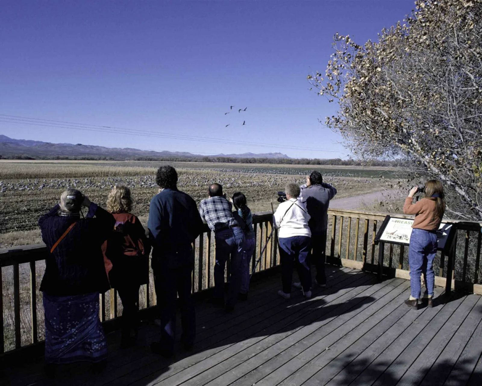 Birdwatchers on an outdoor deck using binoculars and a camera.