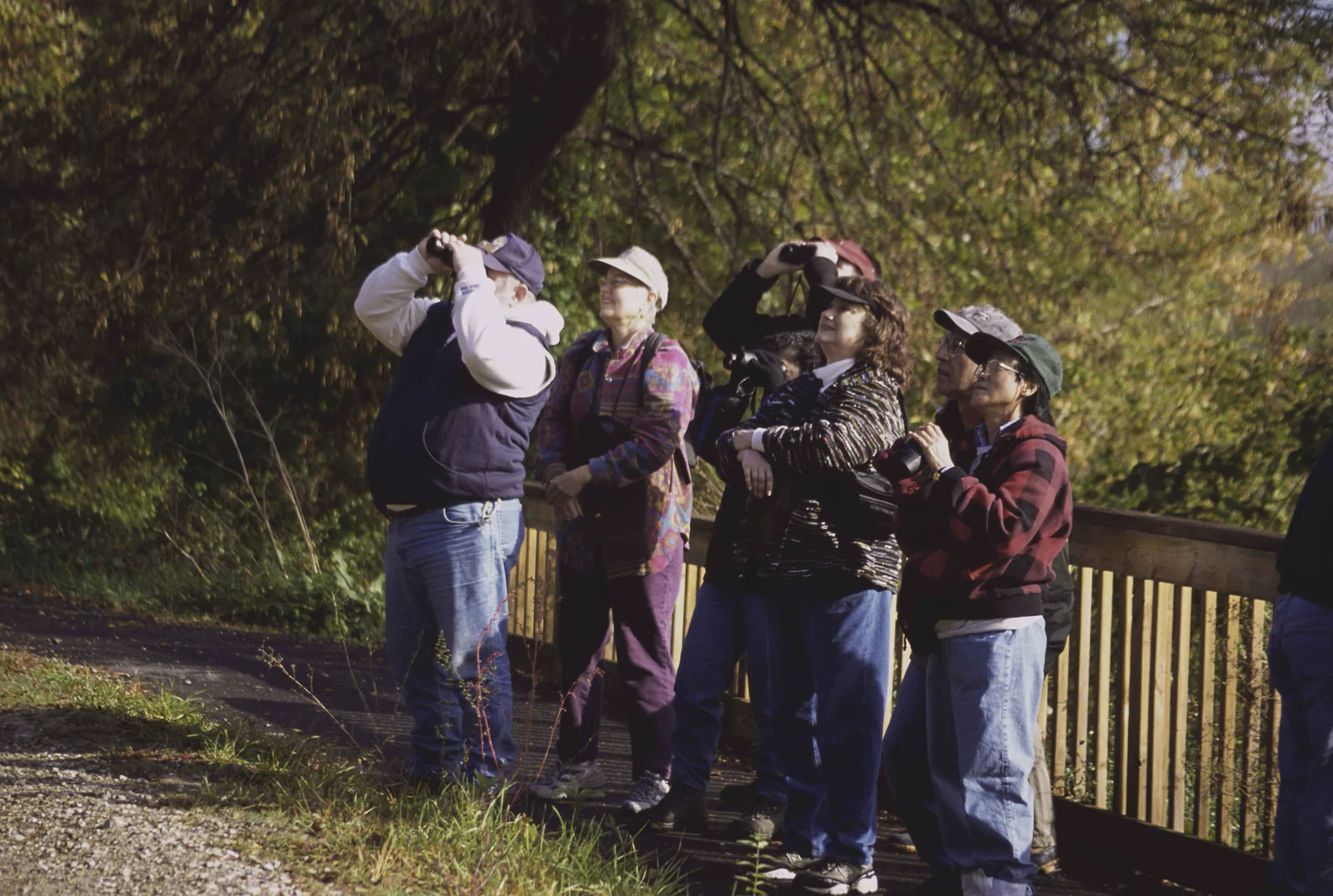 A group of birdwatchers looks upward outdoors while two hold binoculars to their eyes.