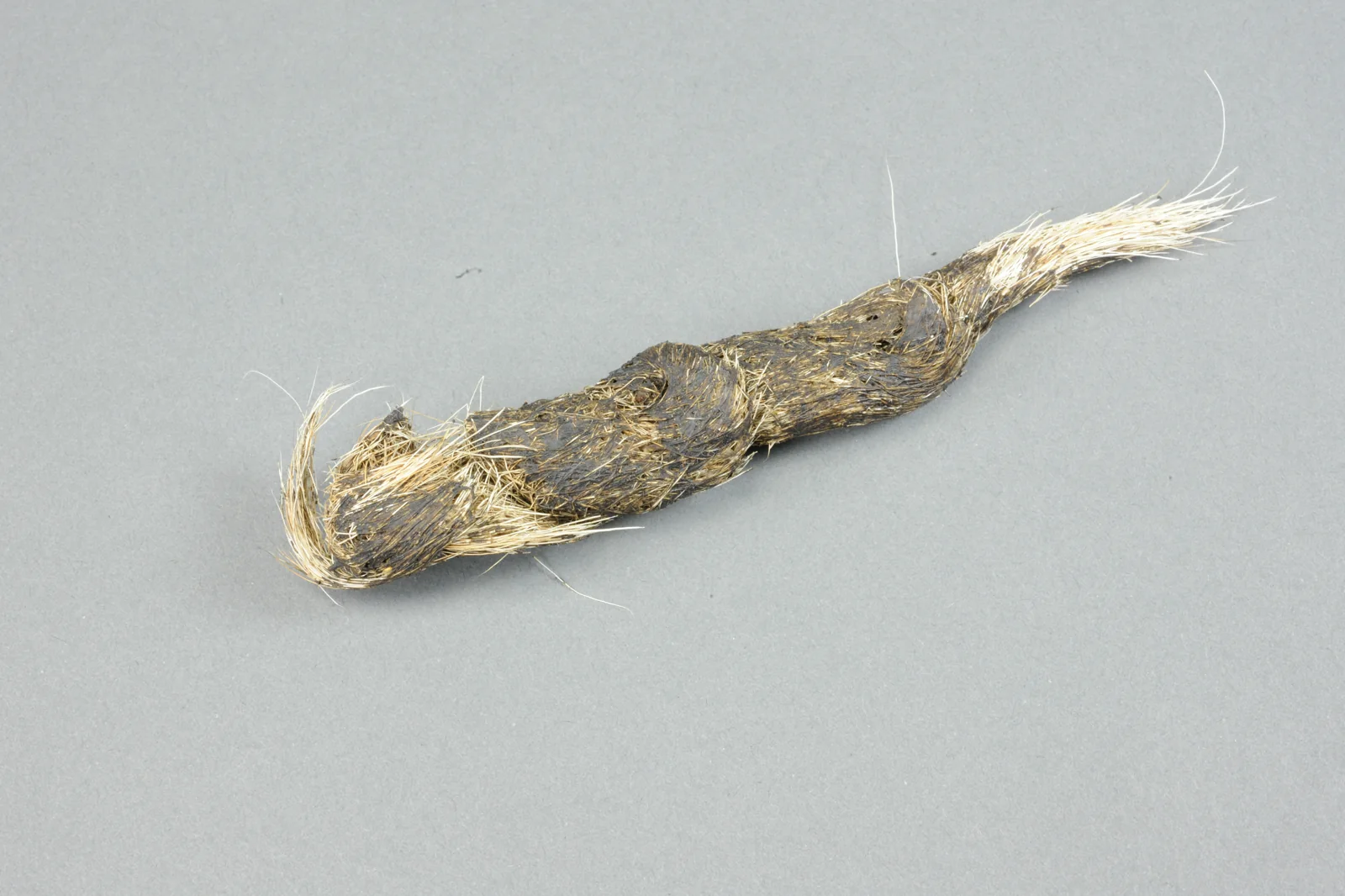 A wolverine scat specimen collected near Tioga Road in Yosemite National Park.