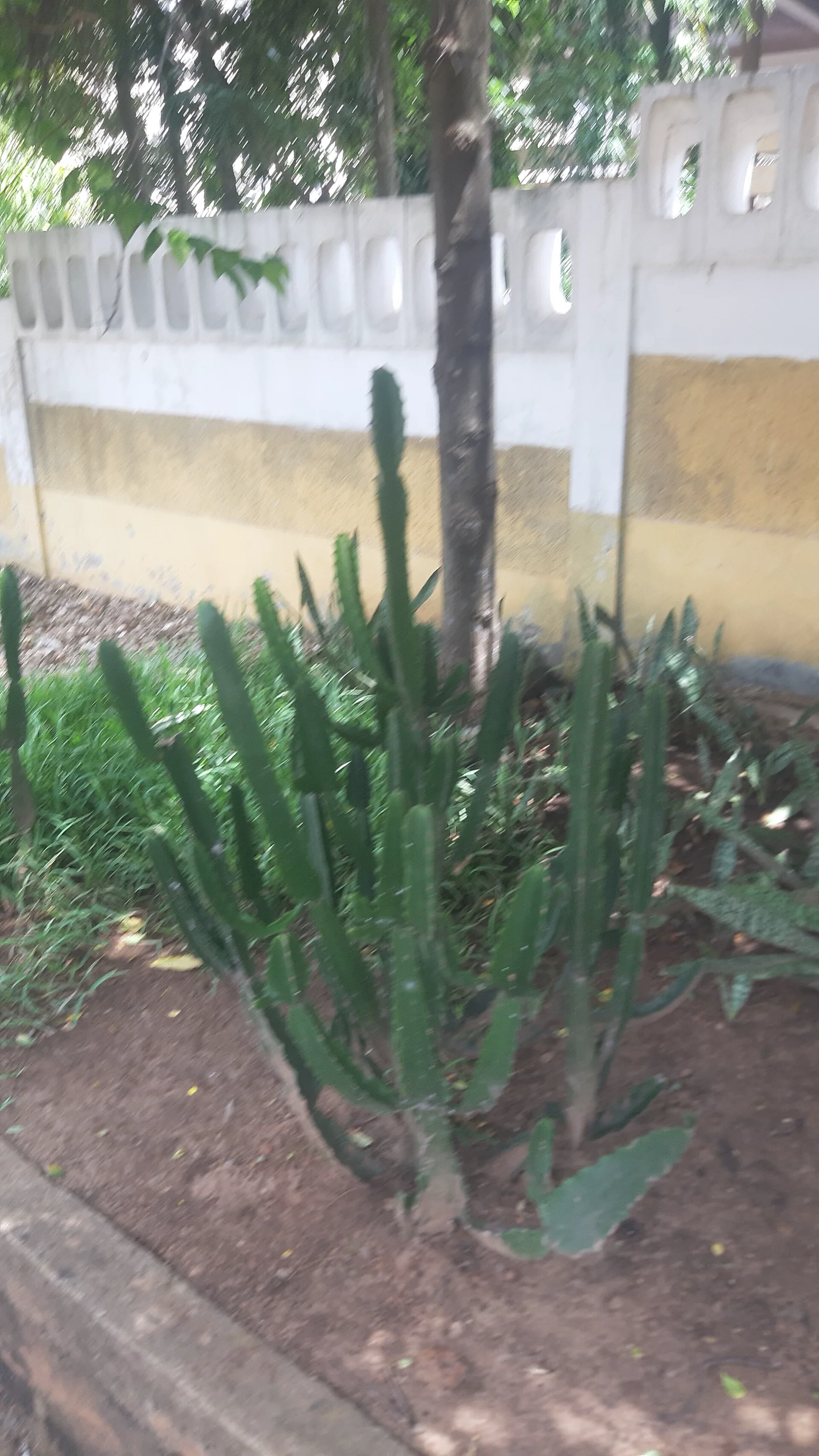 A columnar African Euphorbia with a cactus-like succulent form and rows of spines.
