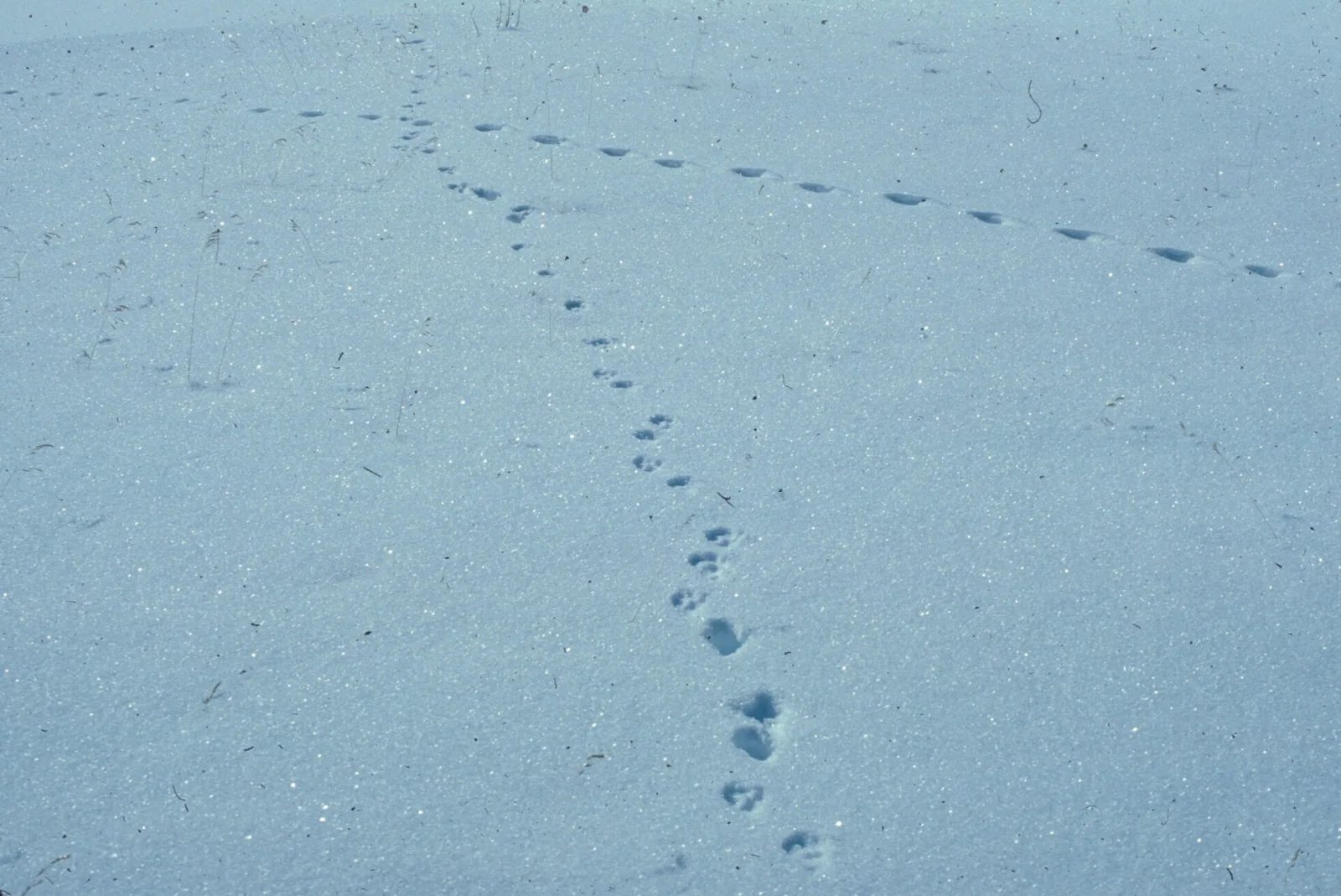 A small coyote trail crossing a larger set of elk tracks in snow, two gaits meeting on the same ground.
