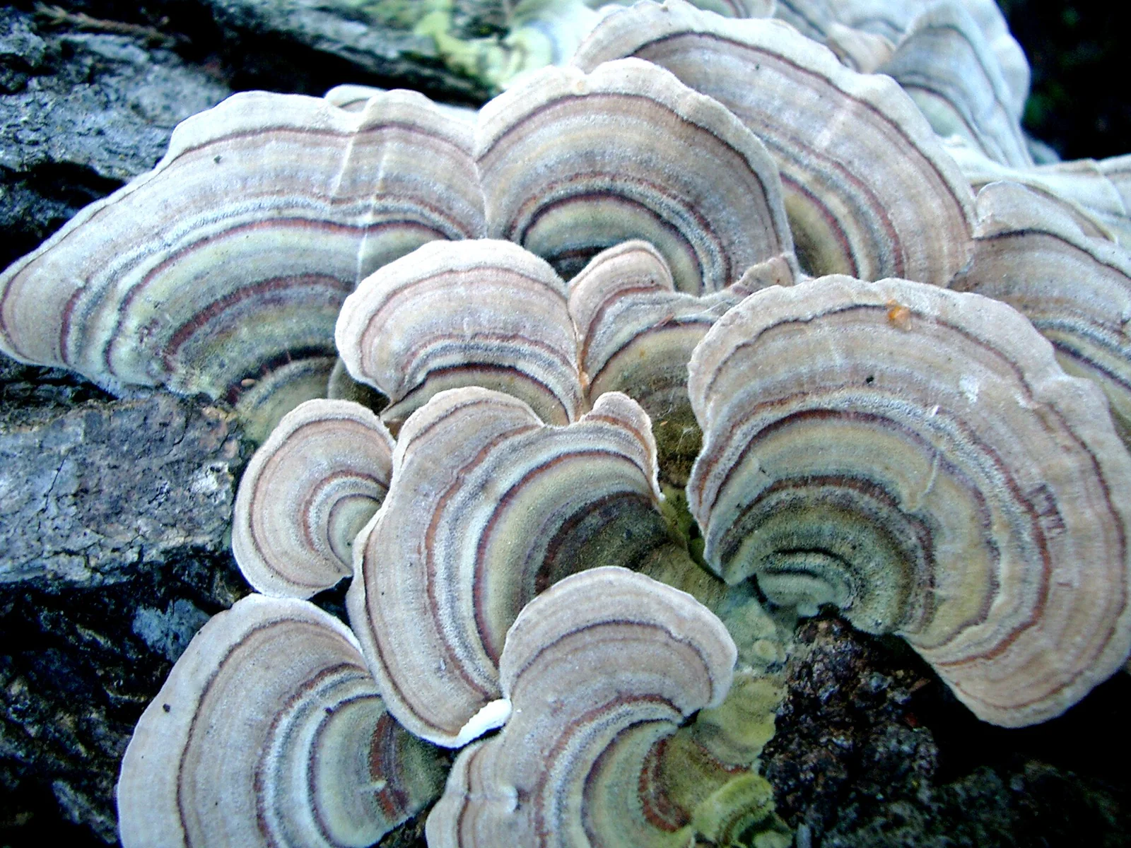 Bracket fungi growing in rows along the damp wood of a fallen forest log.