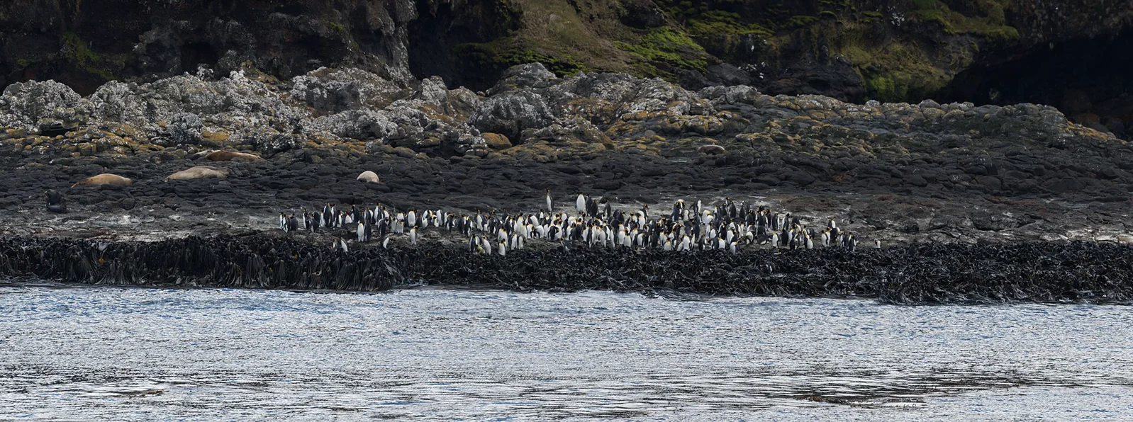 A vast, tightly packed king penguin colony covering a coastal slope in the Crozet Islands.