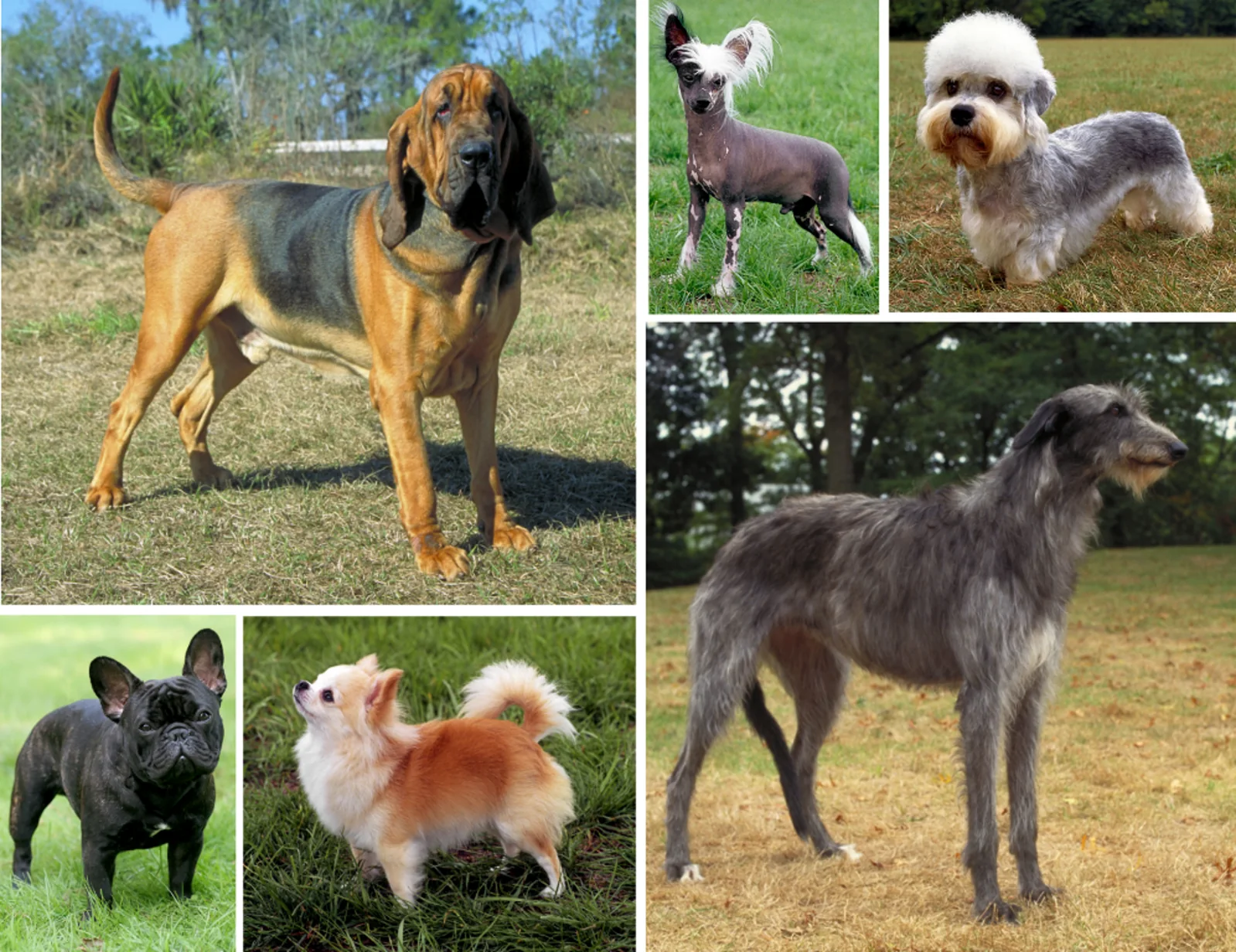 A montage of six domestic dog breeds showing pronounced differences in body size, coat, and skull shape.