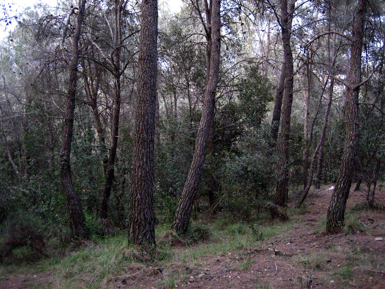 Young holm oaks growing beneath mature Aleppo pines in a regenerating Mediterranean forest.