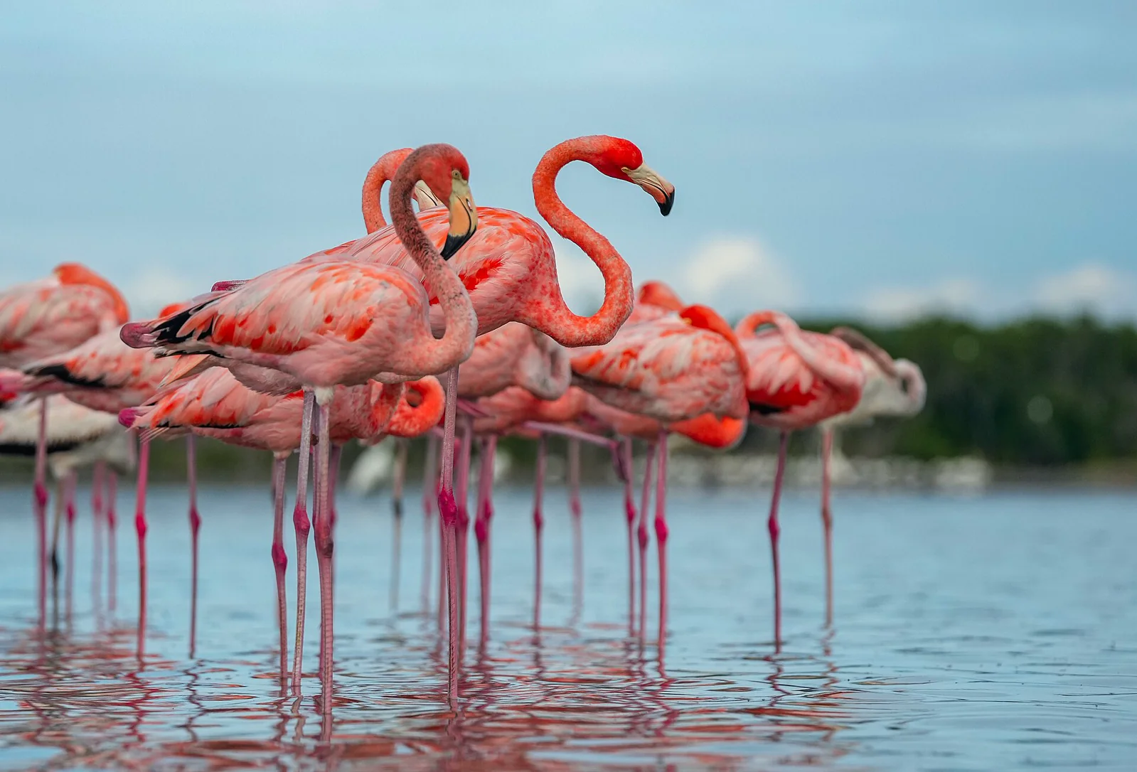 A group of pink flamingos standing together in shallow coastal water.