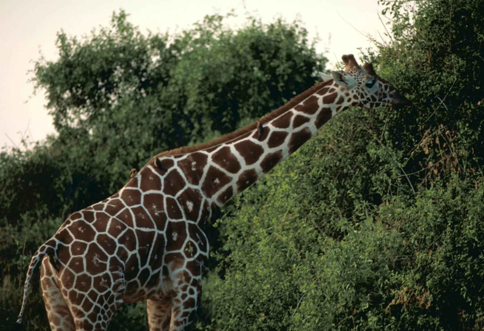 A reticulated giraffe browsing among dense shrubs and trees in a Kenyan reserve.