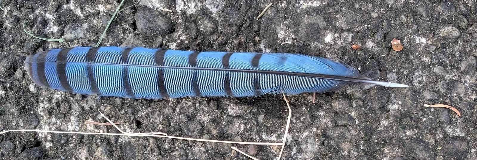 A blue-and-black barred blue jay feather lying on rough ground.