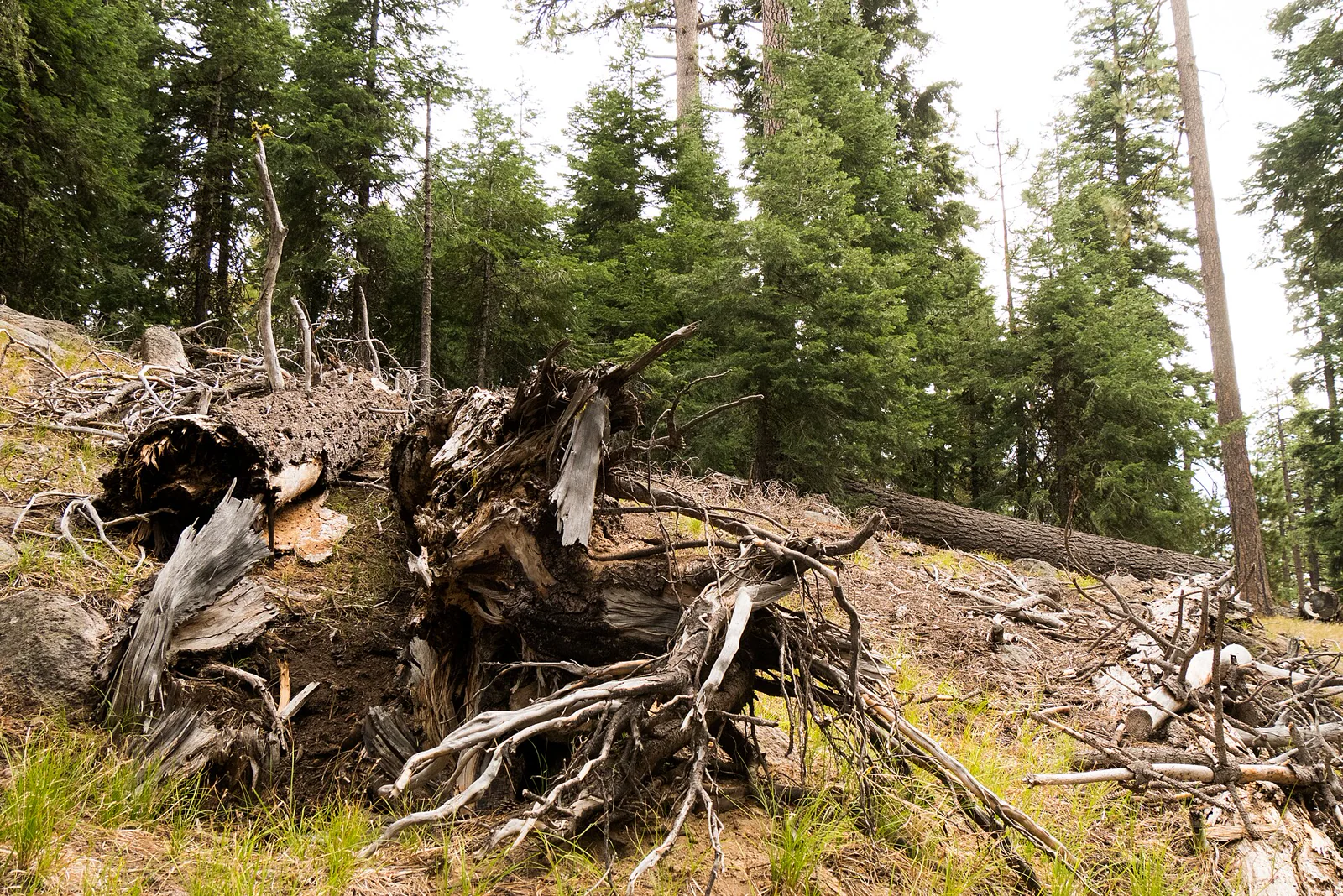Fallen logs, bark, leaf litter, and small plants creating varied microhabitats on a forest floor.