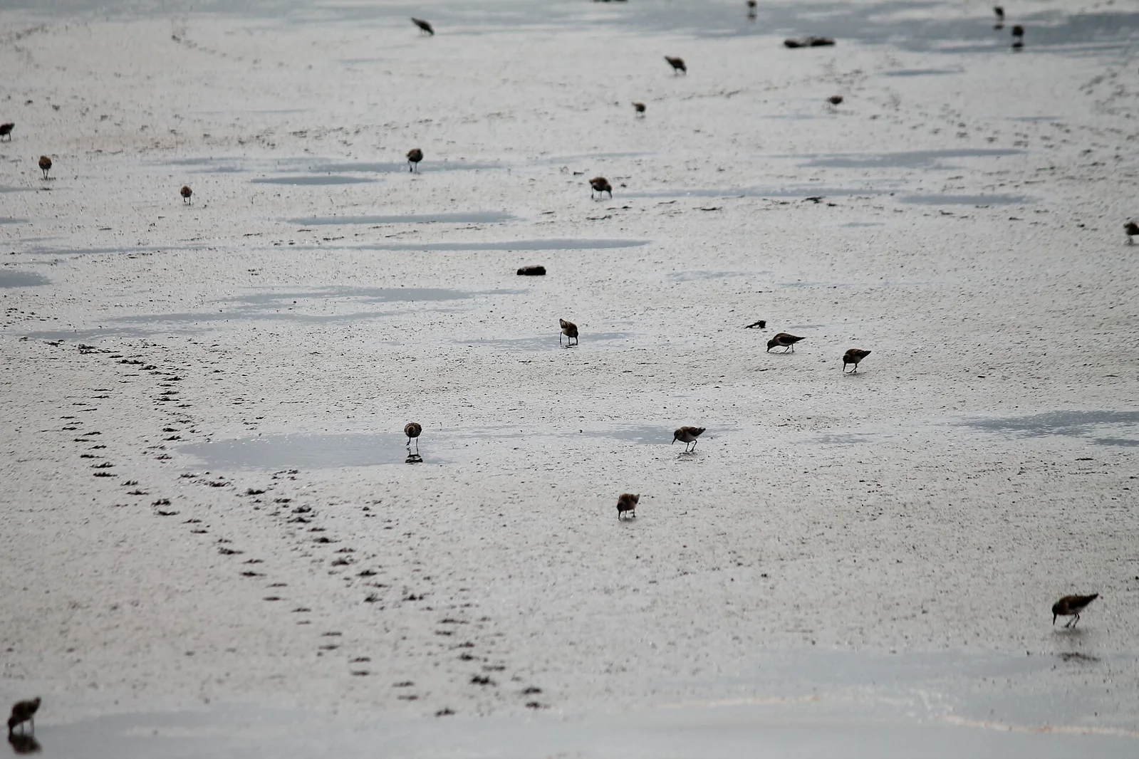 Shorebirds feeding across broad mudflats exposed by low tide in Alaska.