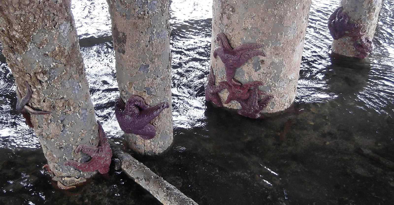 Purple ochre sea stars among mussels and barnacles on marine pilings.
