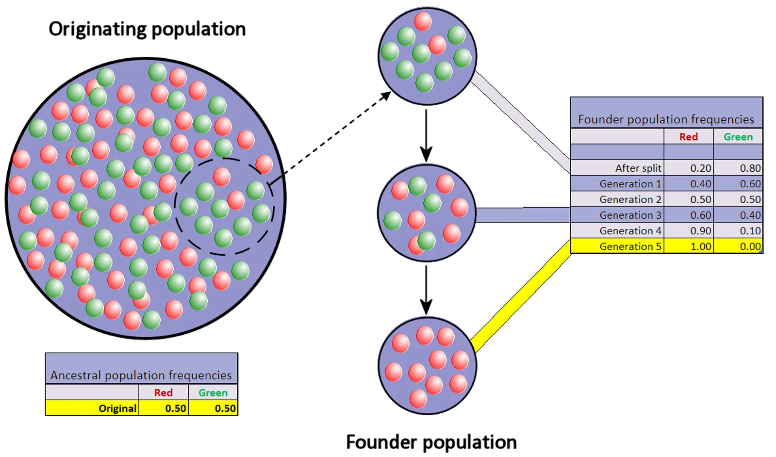Colored spheres illustrating how a small founding sample can shift allele frequencies through genetic drift.