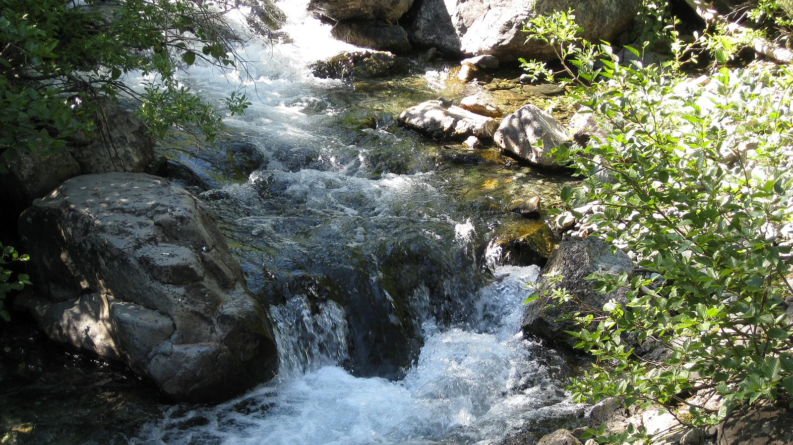 An American dipper standing beside a small cascade in a rocky river.