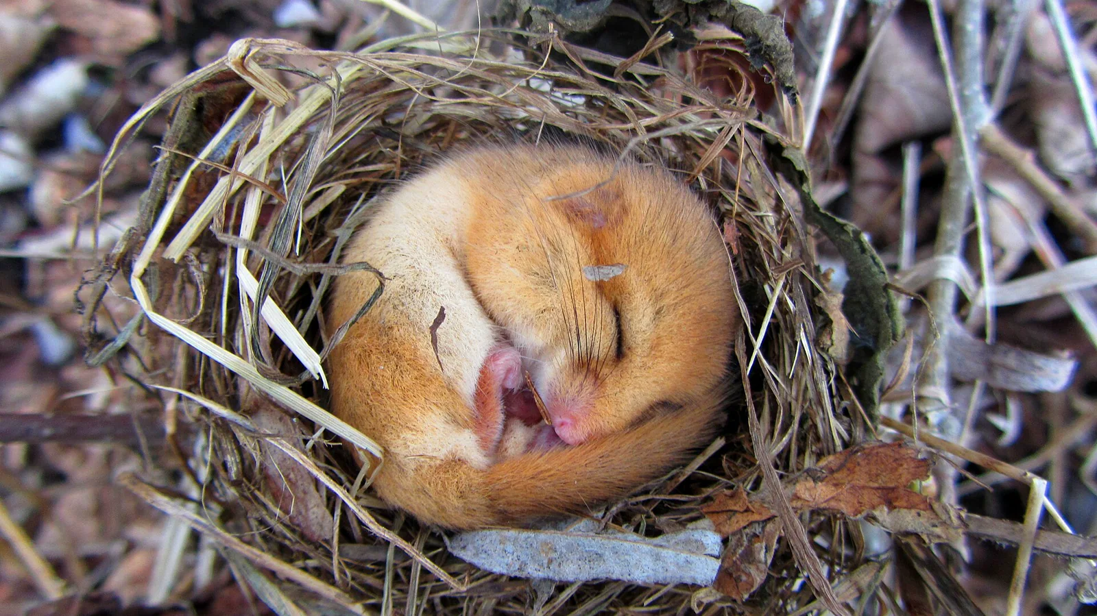 A hazel dormouse curled tightly in a nest during hibernation.