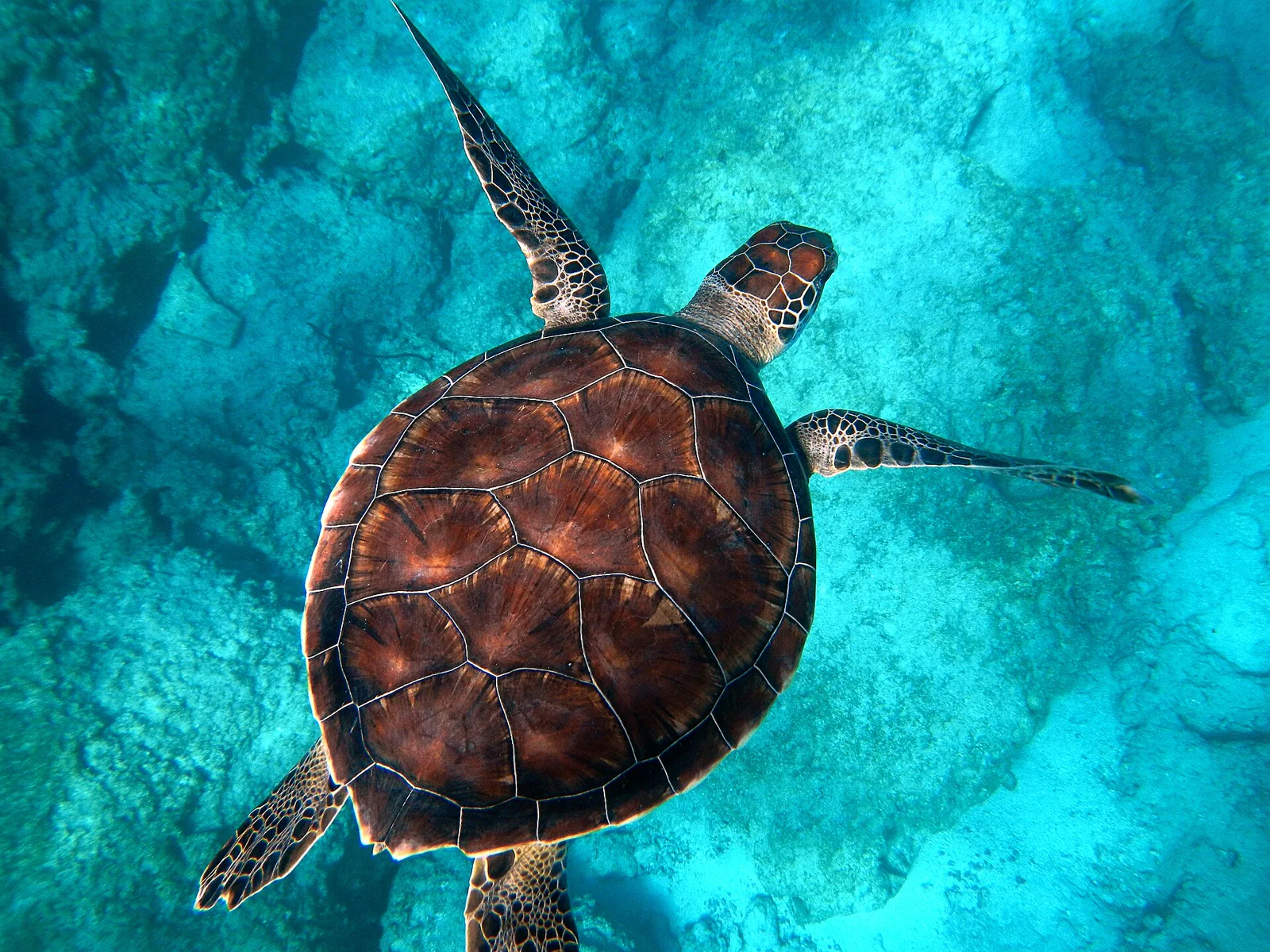 A green sea turtle swimming through clear blue water above a reef.