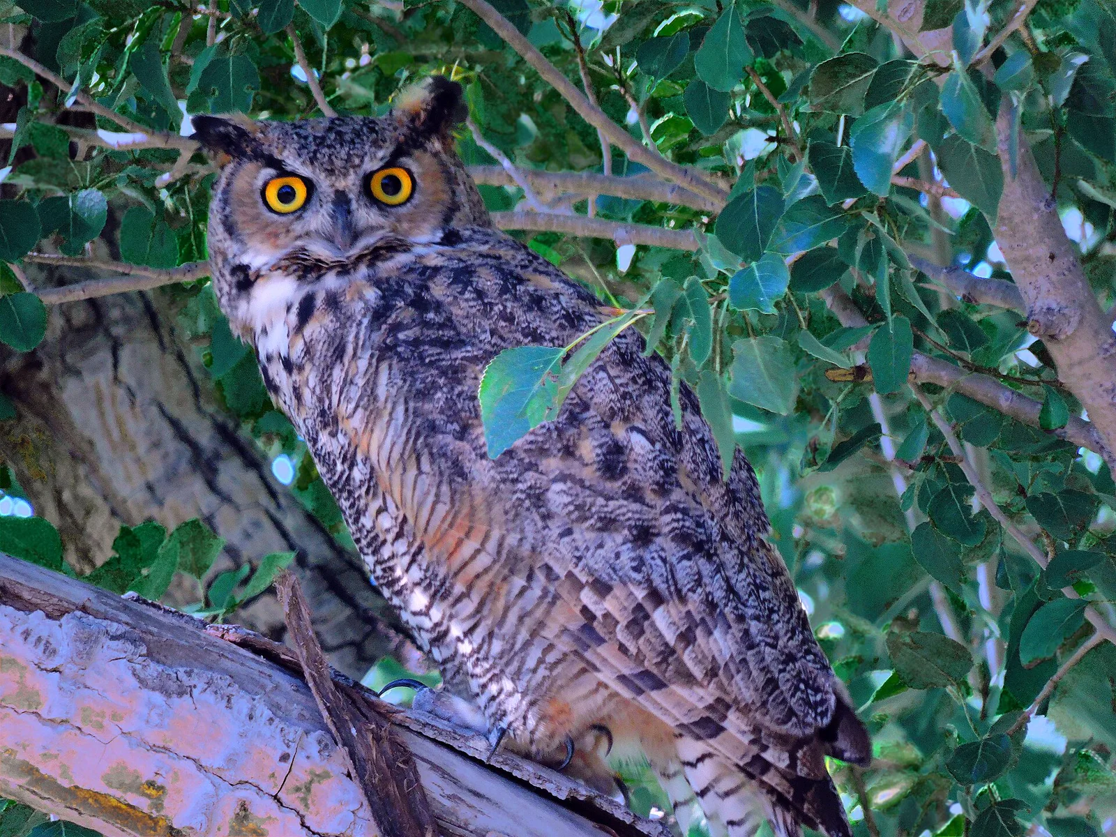 A great horned owl perched against the dim blue light of evening.
