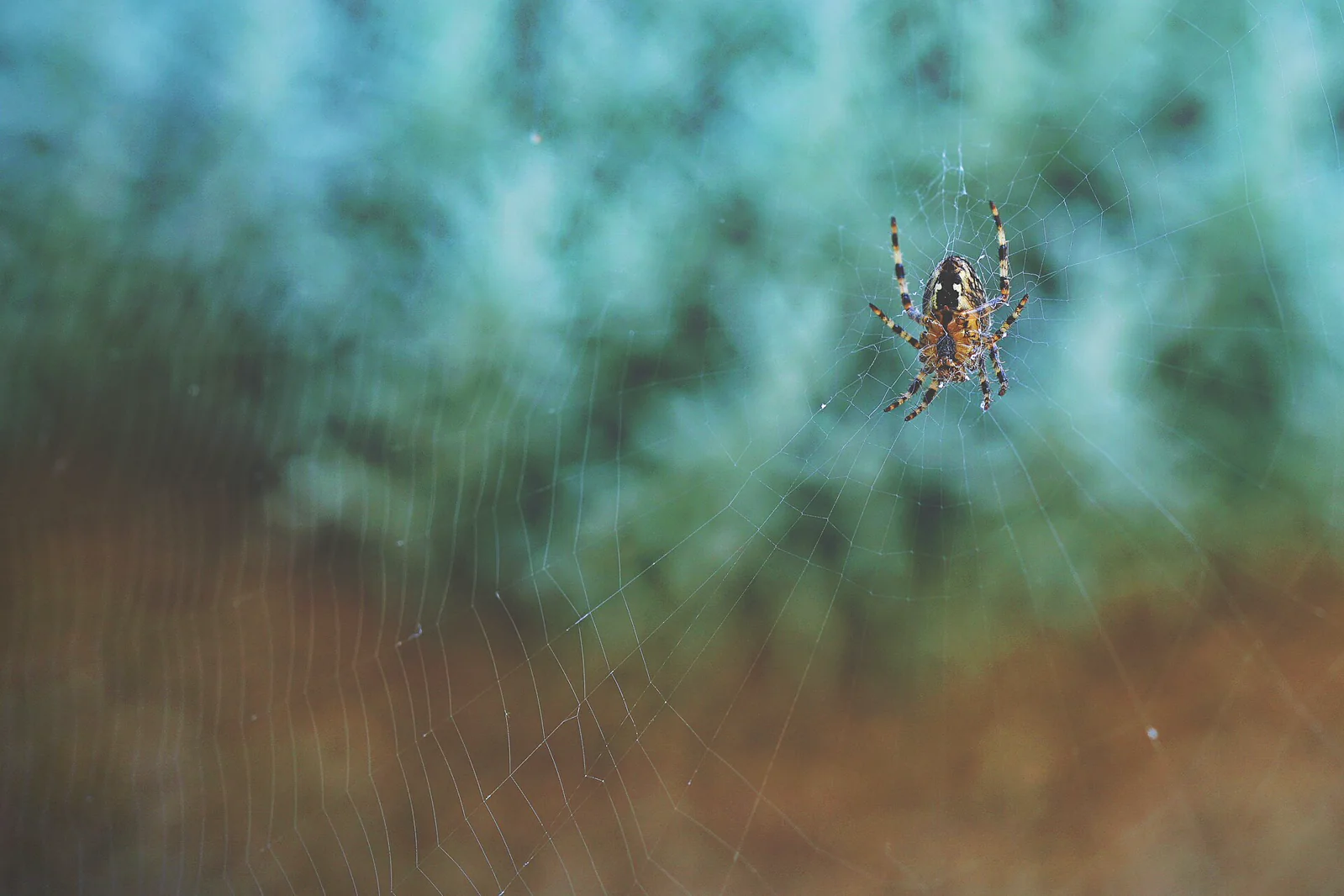 A spider poised at the center of silk strands that transmit vibrations through its web.