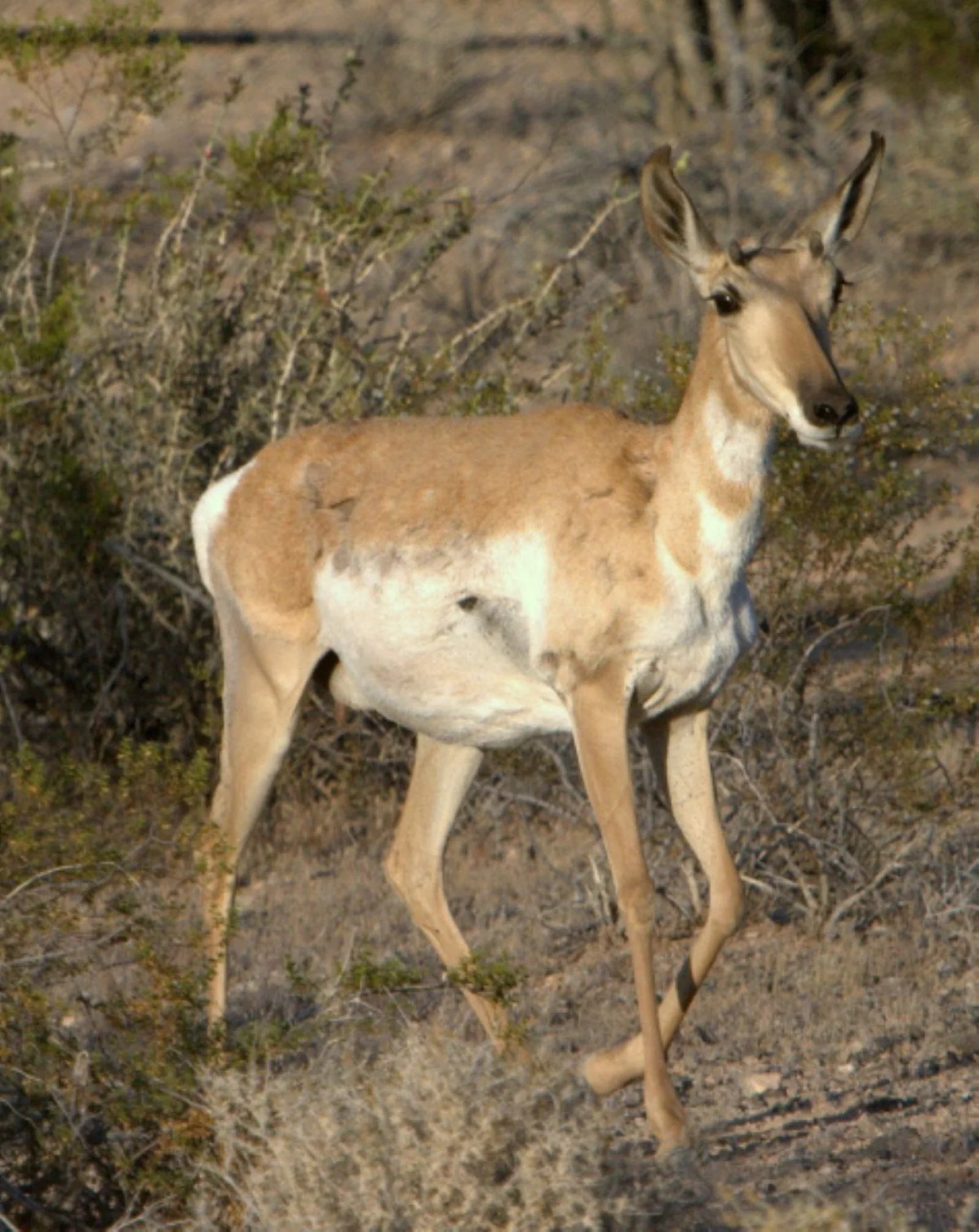 A Sonoran pronghorn standing among dry desert shrubs and sparse grass.