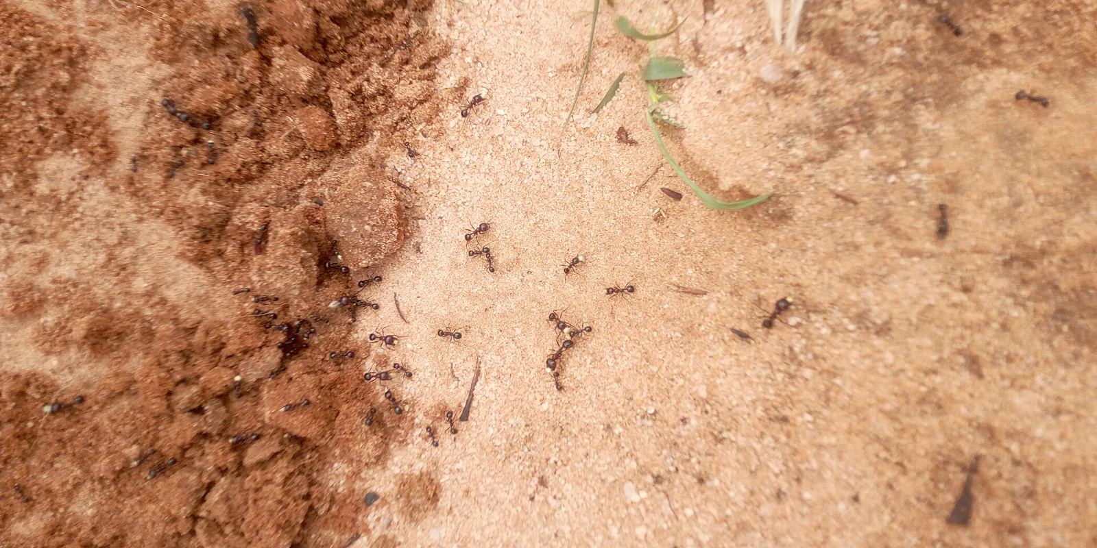 Several desert ants walking across open sand where nearby landmarks are sparse and low.