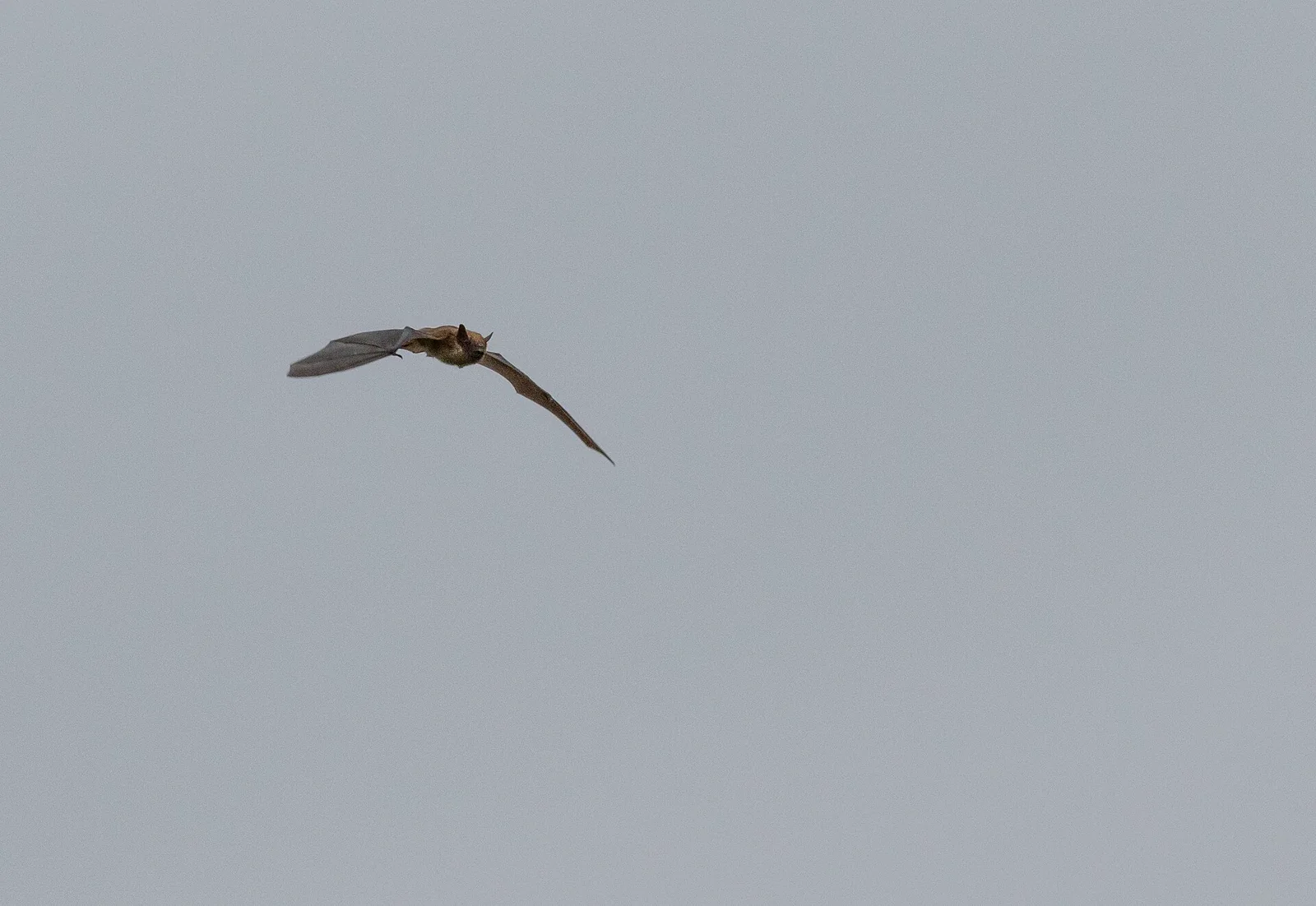 A small brown bat flying against a pale gray sky with both wings extended.