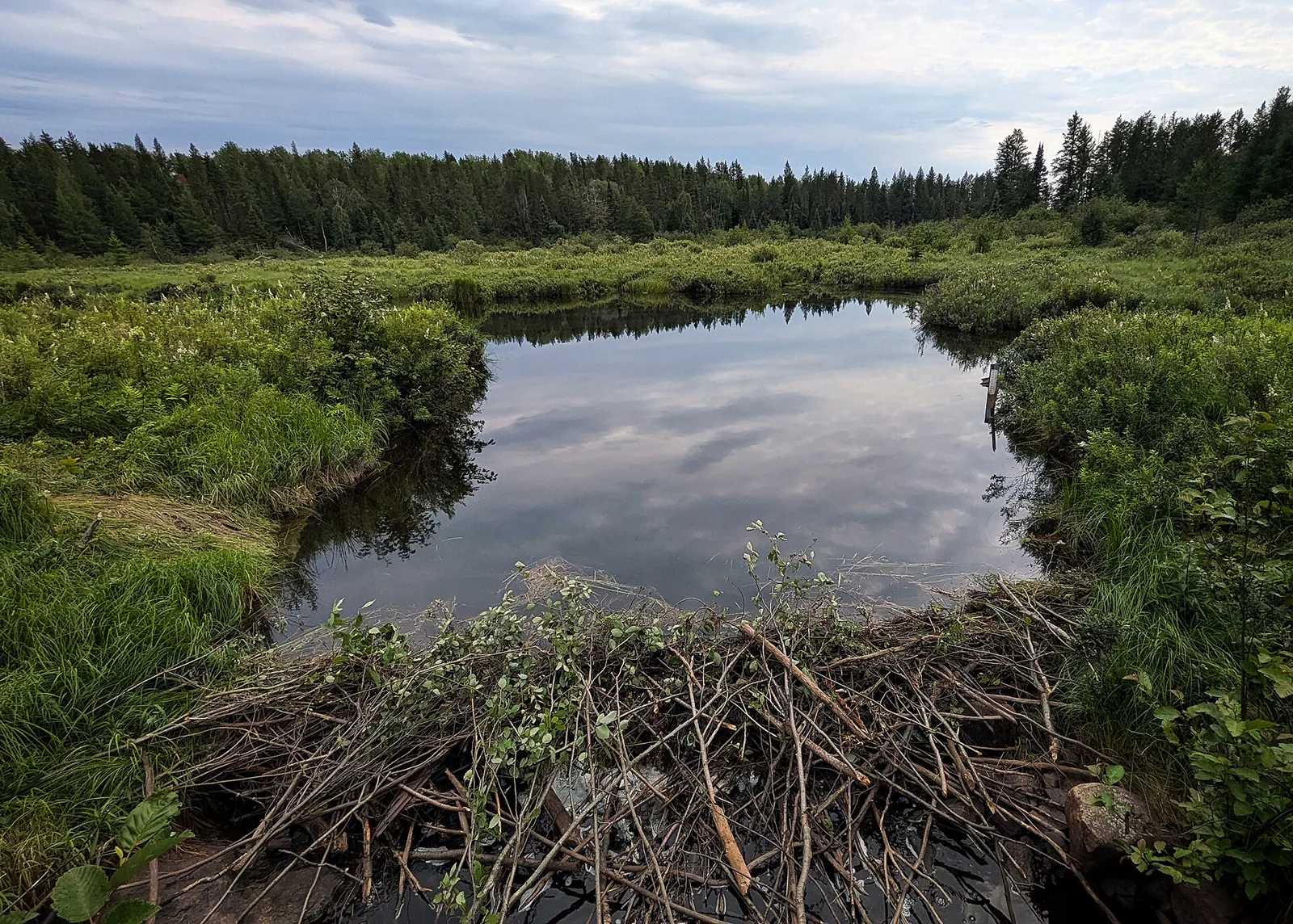 A broad beaver dam made of interwoven branches spanning a shallow forest stream.