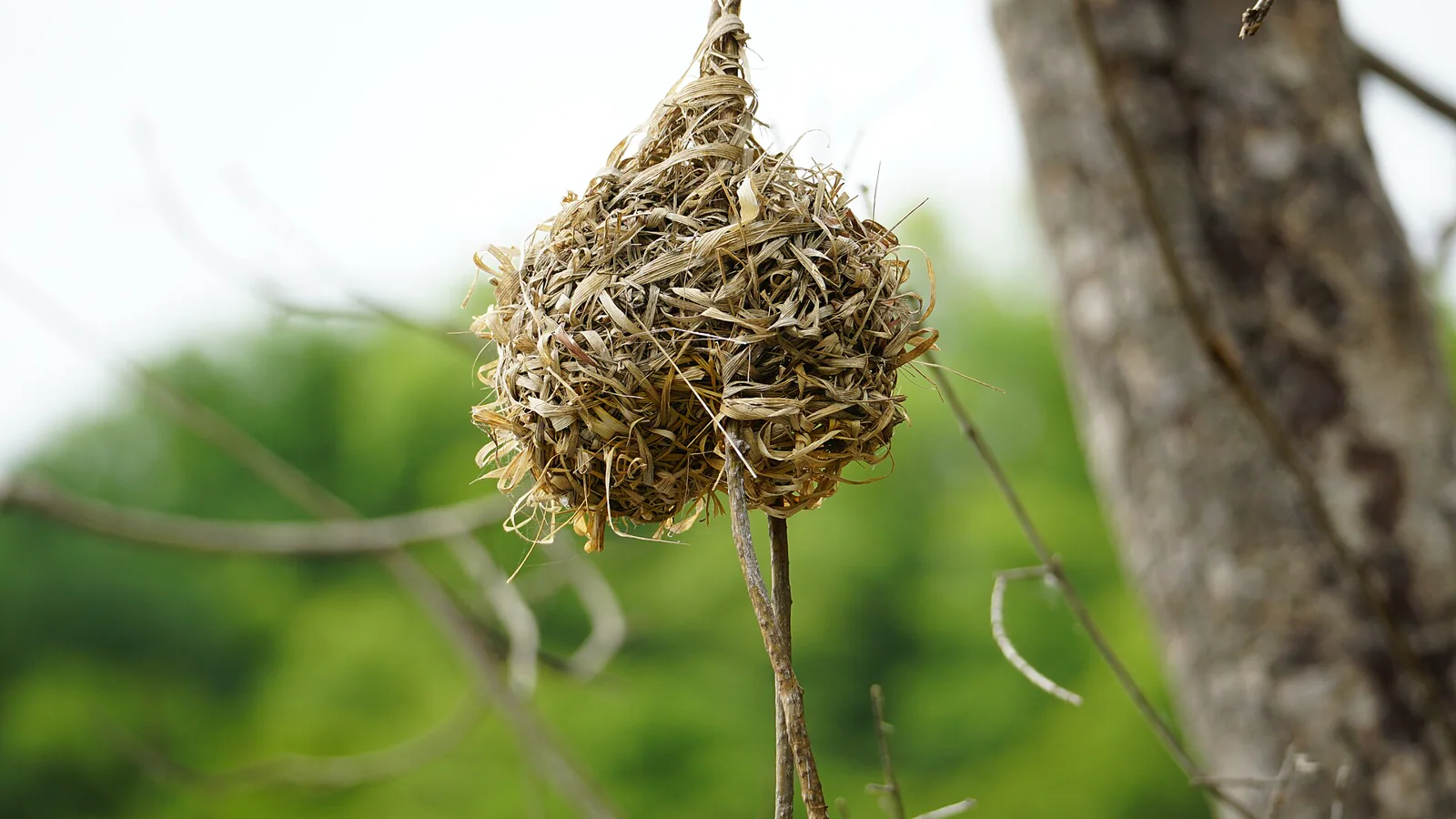 A woven grass bird nest hanging beside a tree trunk against a blurred green background.
