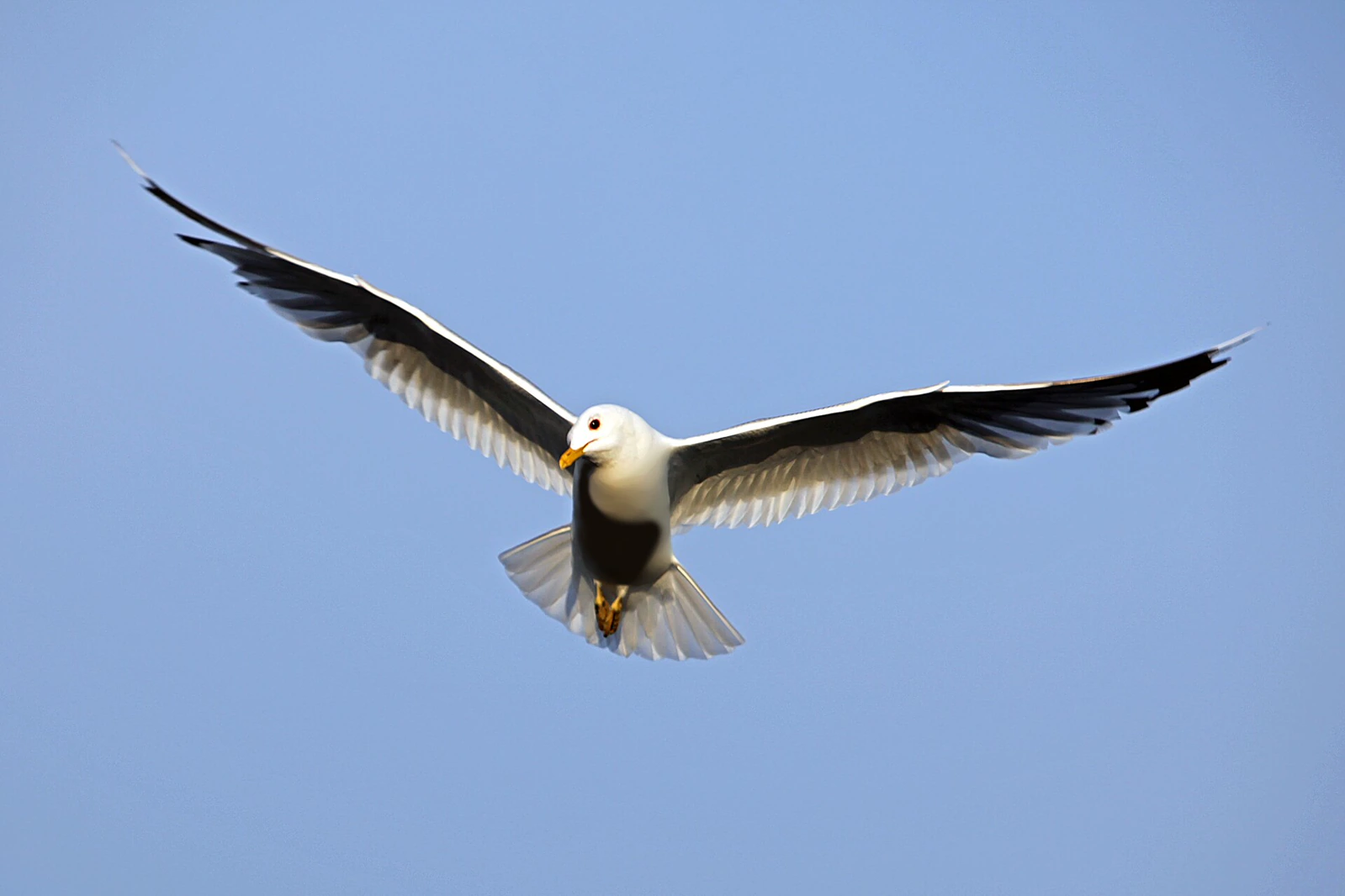A common gull flying against a blue sky with its long wings fully spread.