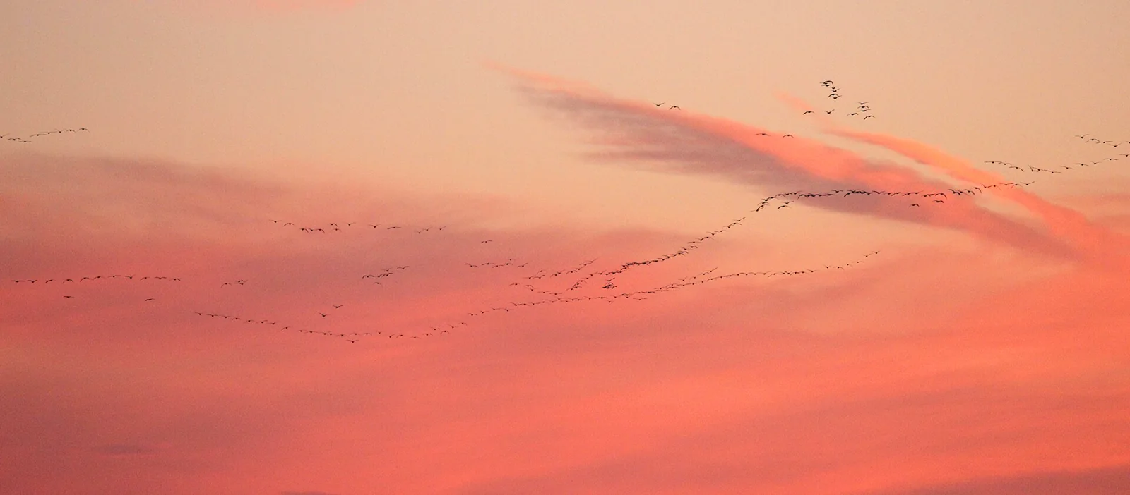Several long formations of migrating snow geese crossing a pink evening sky.