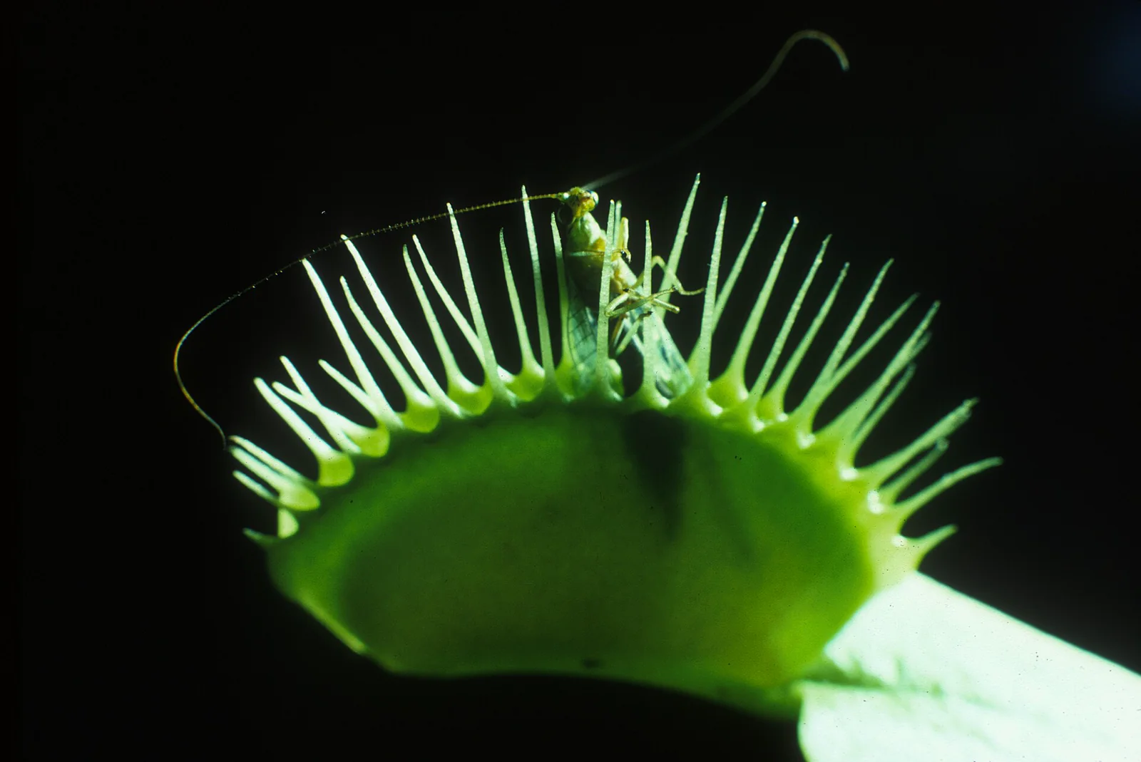A lacewing insect caught between the toothed lobes of a closed Venus flytrap leaf.