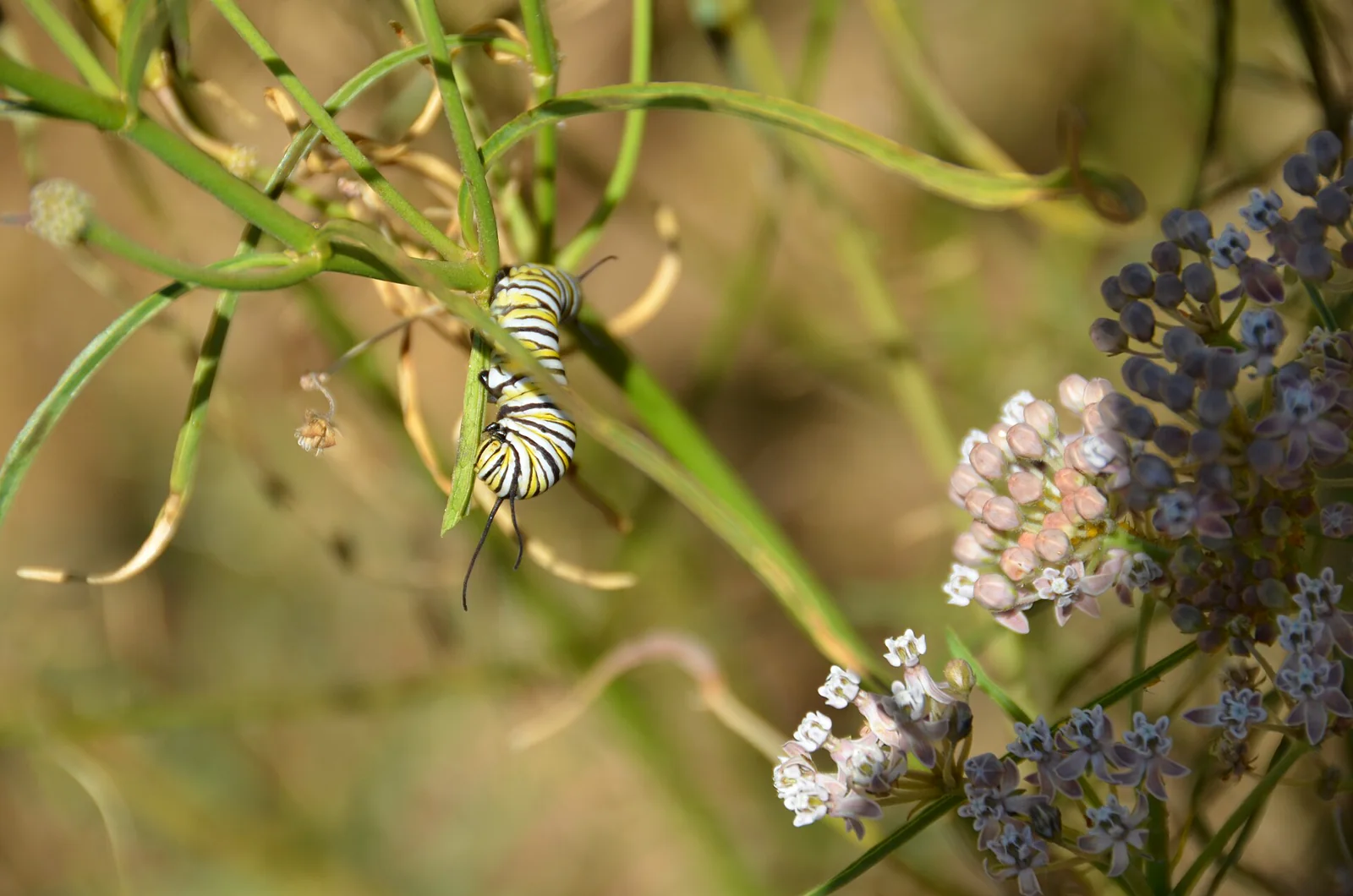 A boldly striped monarch caterpillar feeding on a green milkweed leaf in a pollinator garden.
