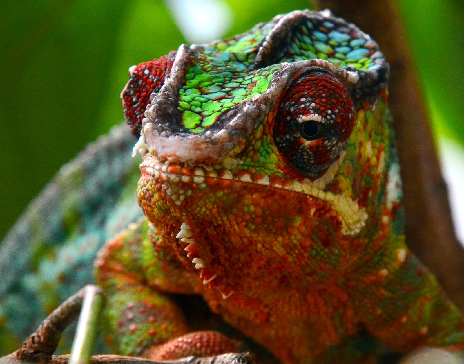 A panther chameleon displaying bright green, blue, yellow, and red bands across its head.