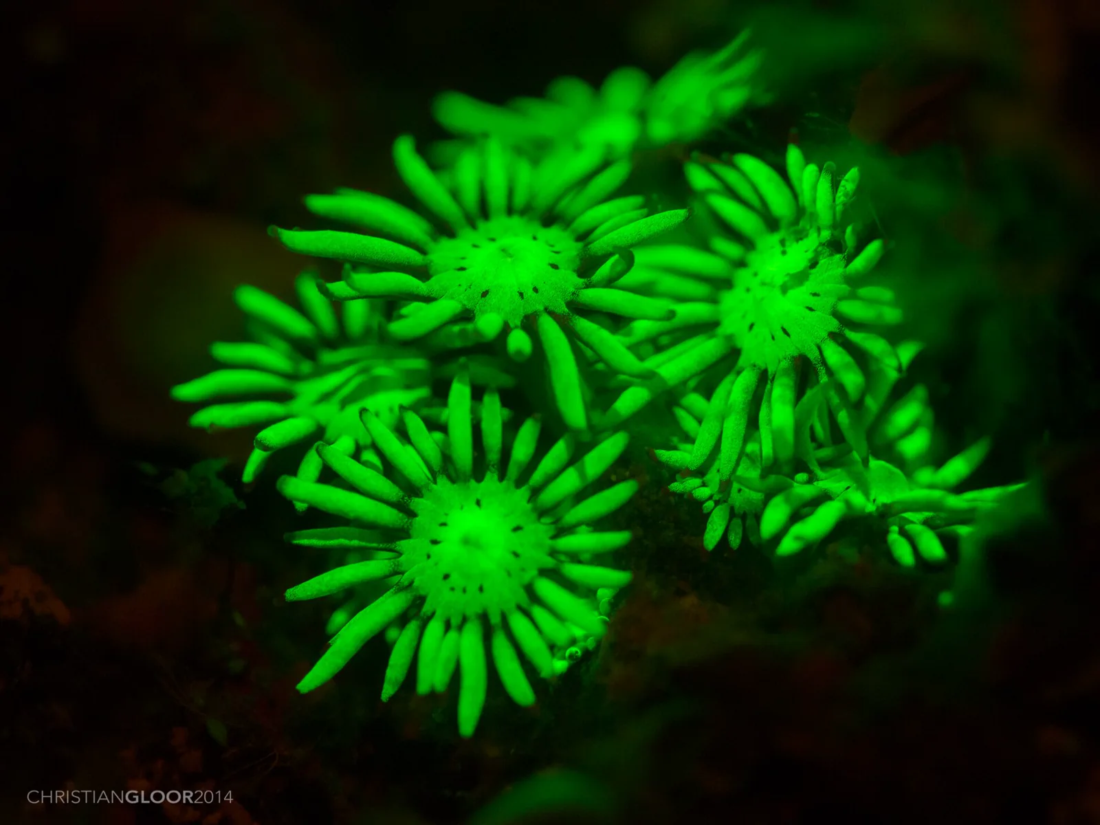 A close ultraviolet-lit view of extended coral polyps covering a stony colony surface.