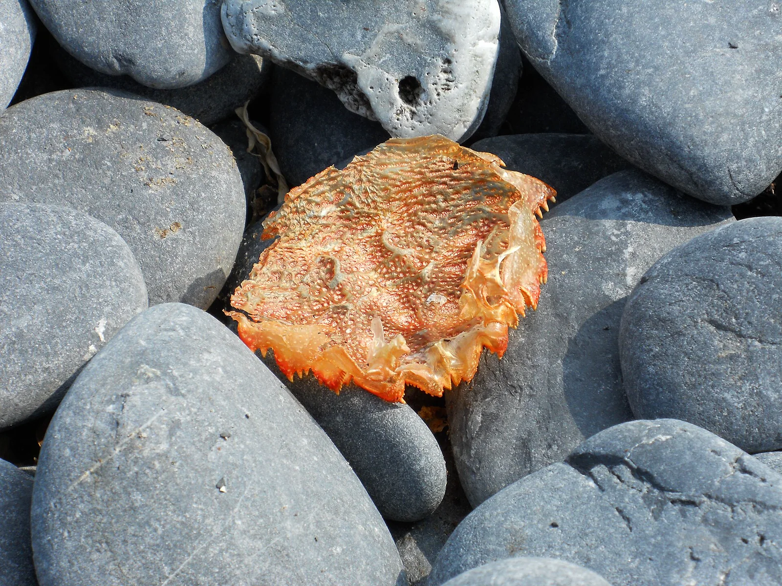 An empty crab exoskeleton resting on dark coastal stones after the animal has molted.