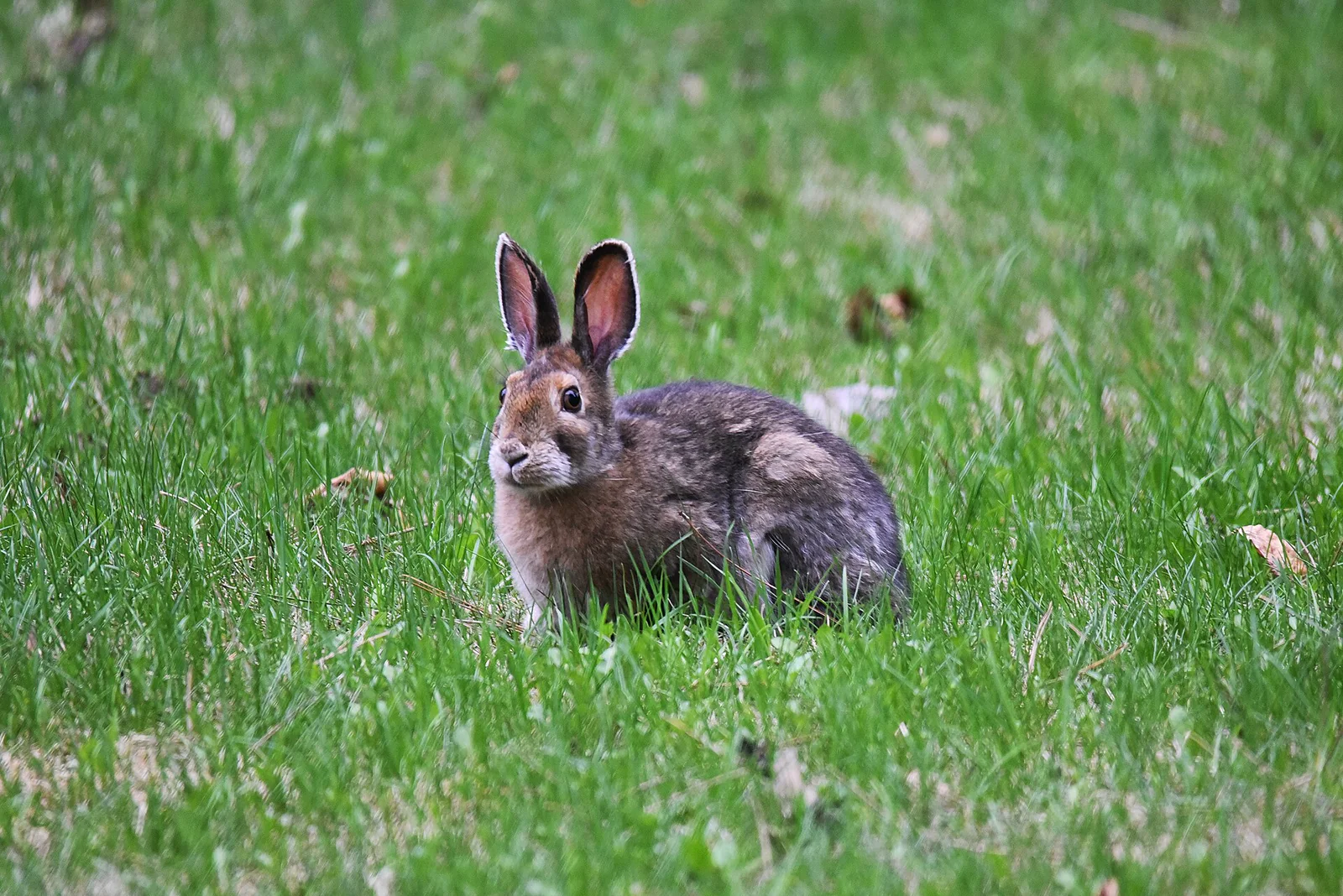 A snowshoe hare in spring with patches of white winter fur remaining on its brown coat.