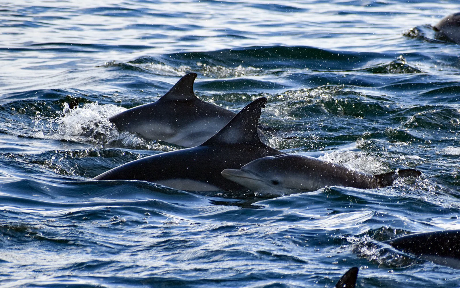 Several bottlenose dolphins surfacing together in the blue water of Monterey Bay.