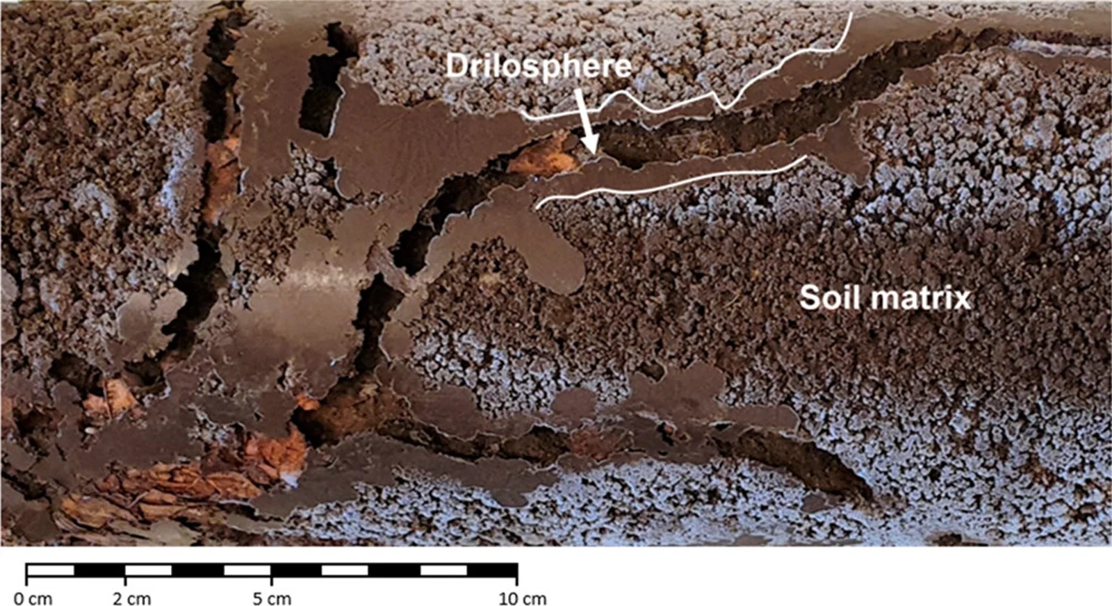 A laboratory soil column showing branching earthworm burrows and differently textured cast-lined walls.
