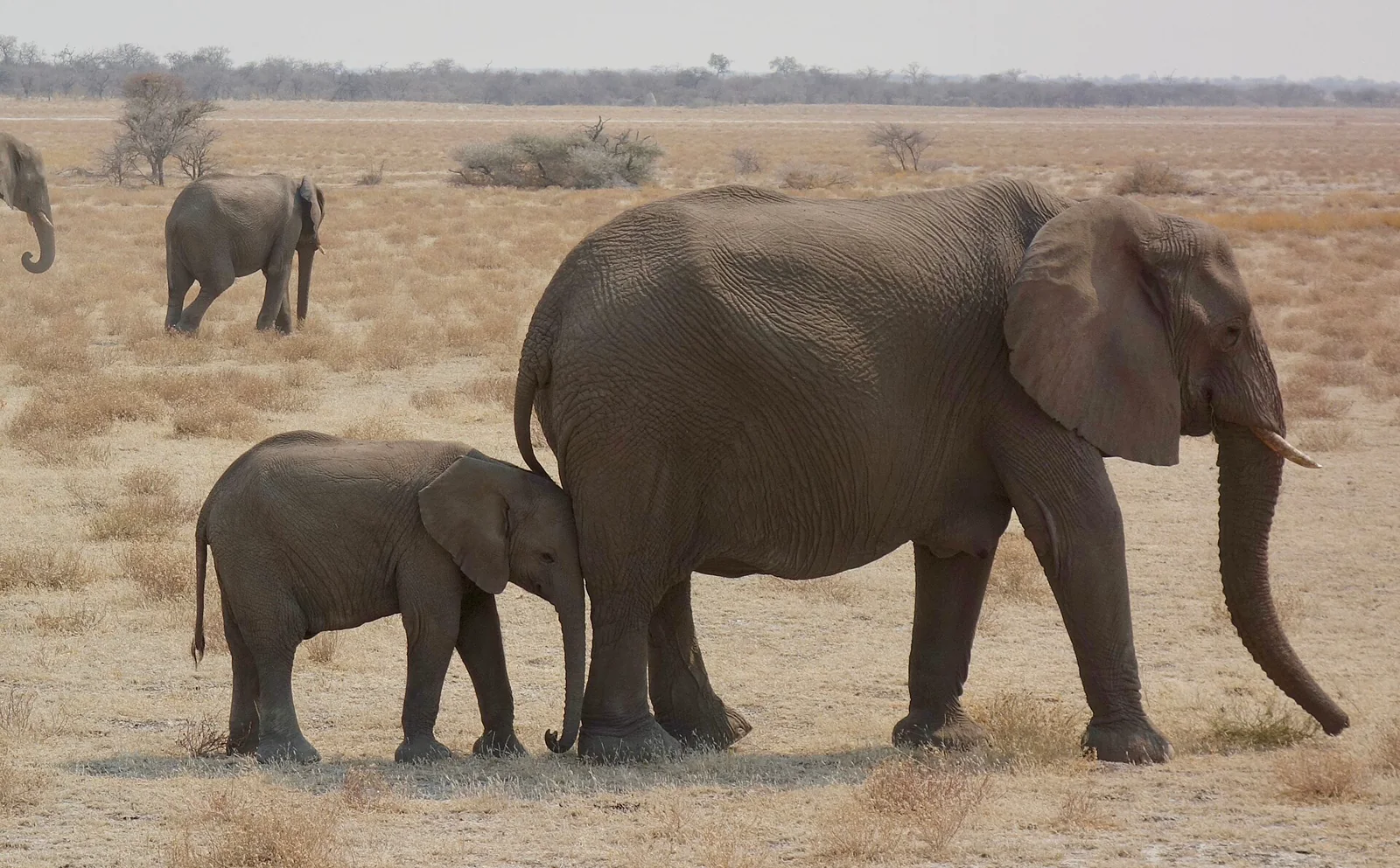 Several African elephants standing close together on open ground in Etosha National Park.