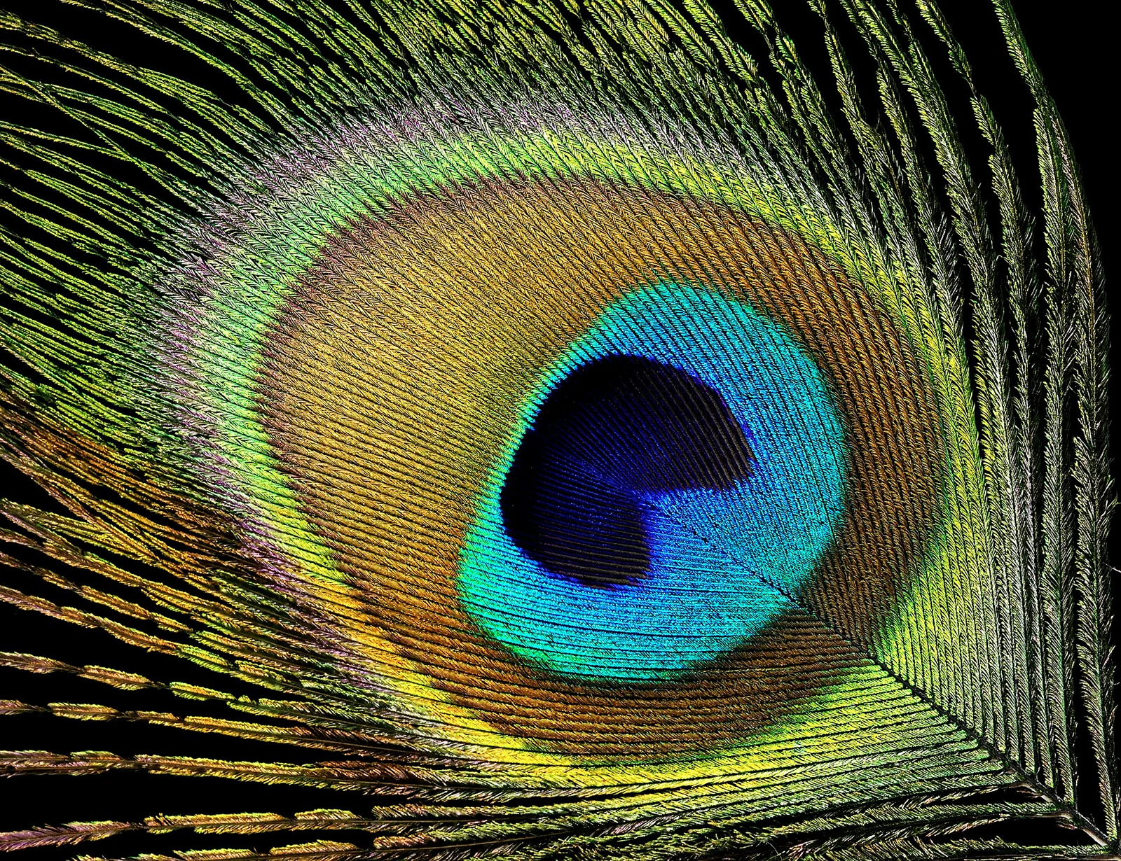 A close view of a peacock feather eyespot showing blue, green, bronze, and gold bands.