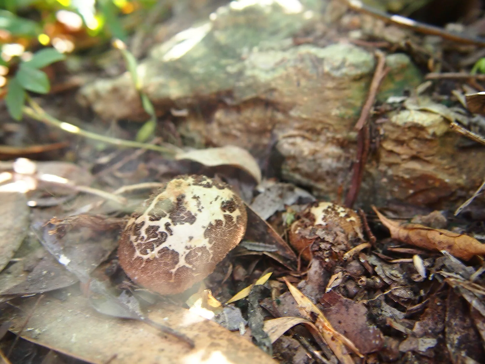 A mature puffball fungus releasing a visible cloud of spores across leaf litter.