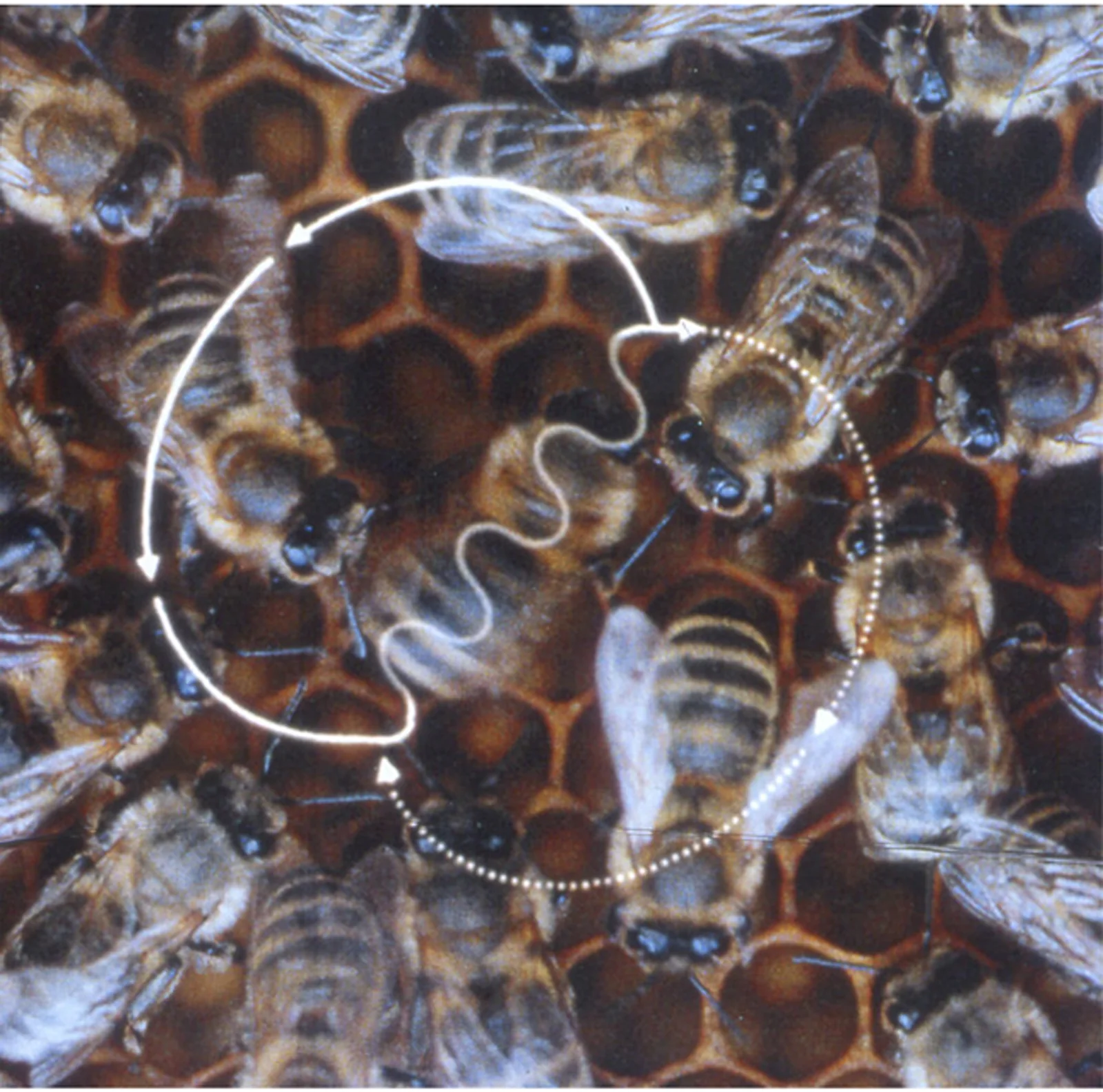 Diagram of a honeybee waggle dance linking comb angle to the direction of food from the sun.