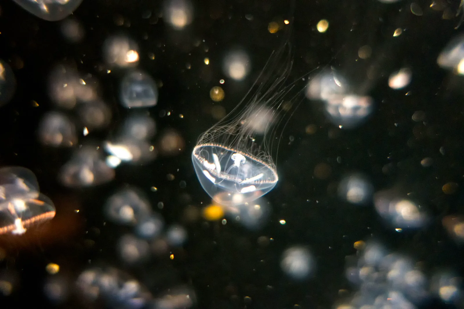A translucent jellyfish bell in side view, with its flexible margin curved during a pulse.