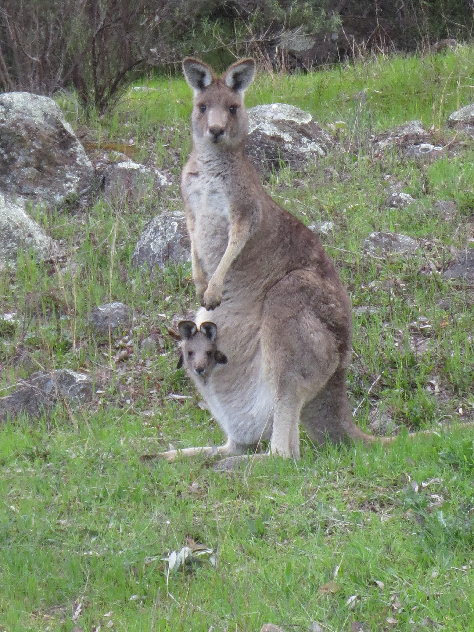 A young eastern gray kangaroo looking outward from its mother's open pouch.