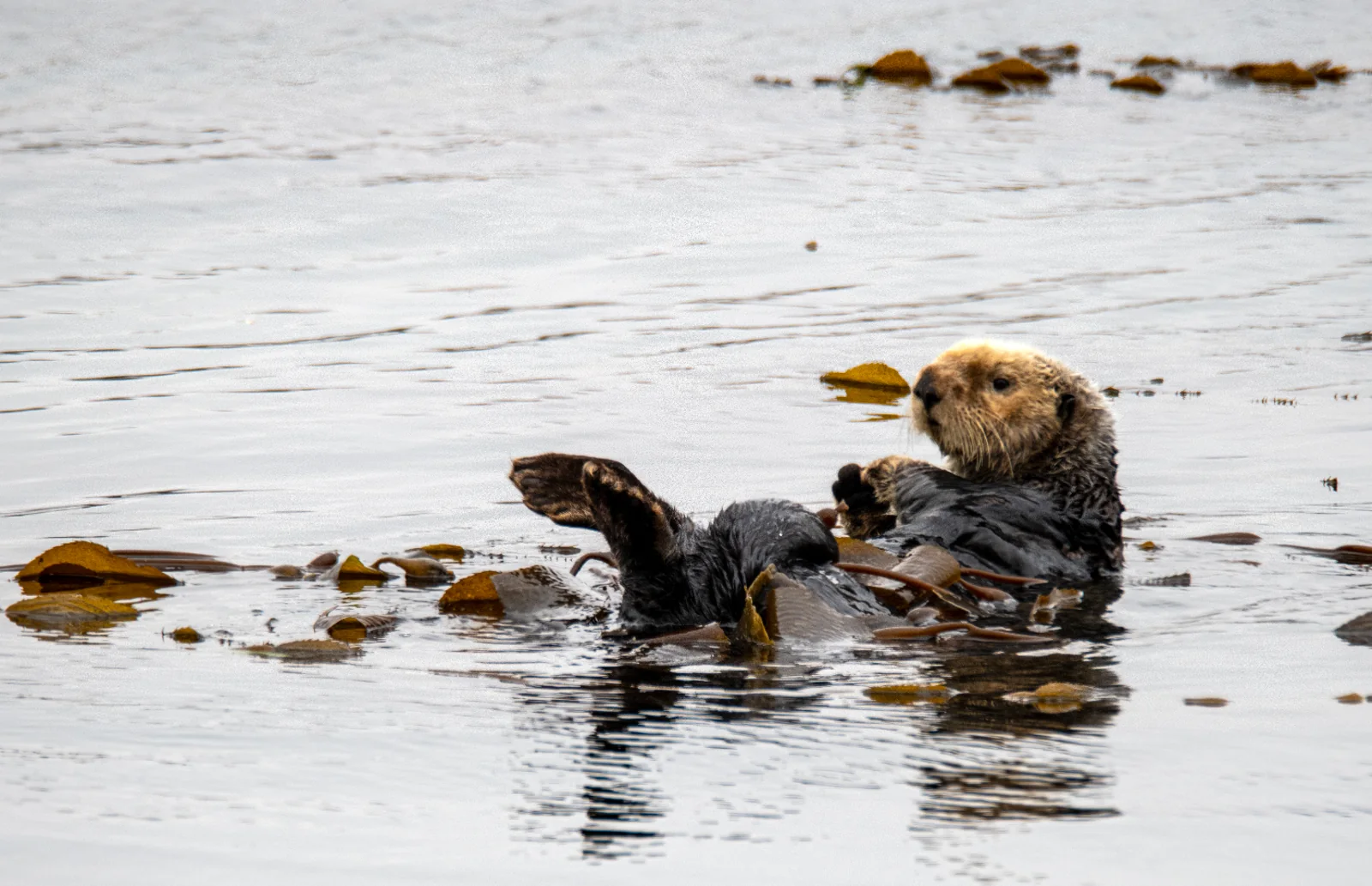 A sea otter floating among broad kelp fronds in Chumash Heritage National Marine Sanctuary waters.